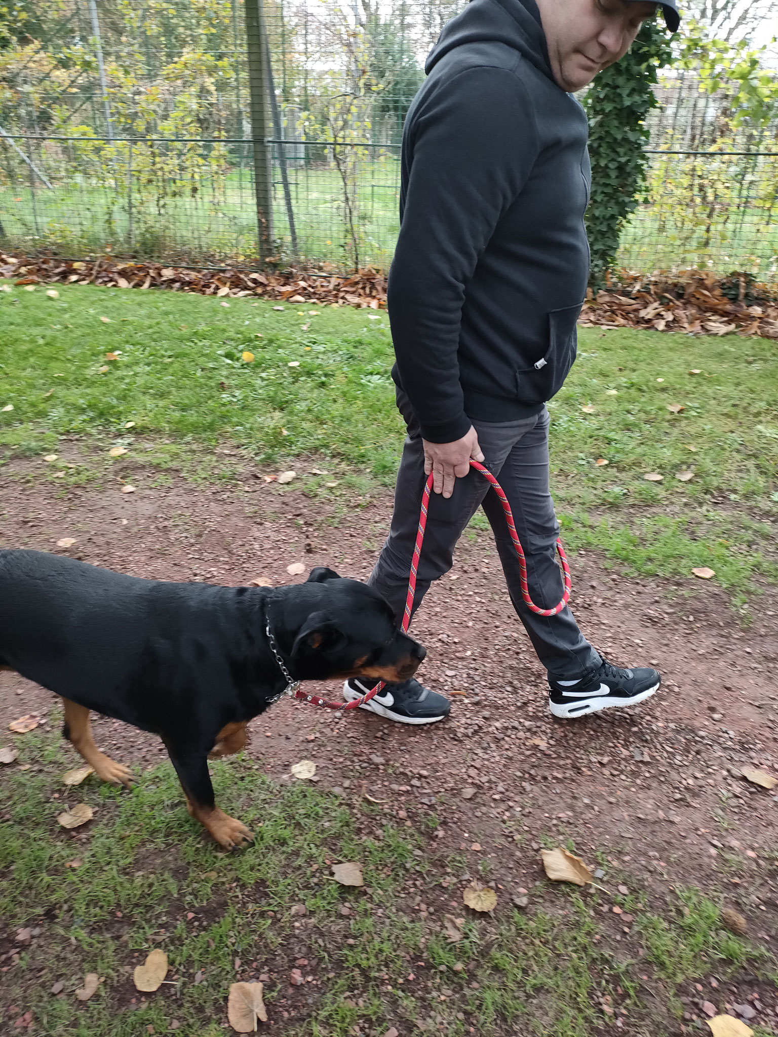 "Prada" Rottweiler