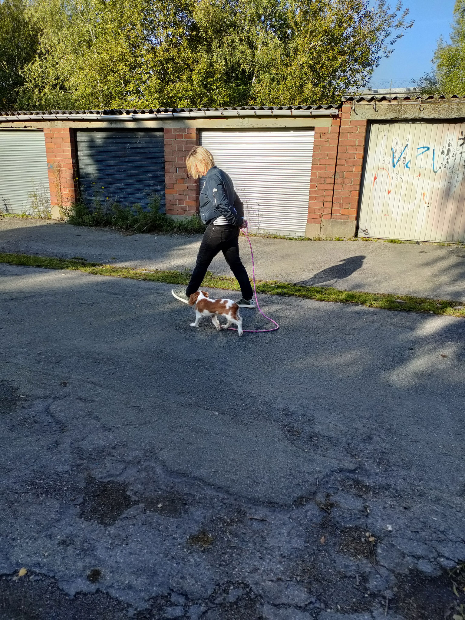 "Scarlett" Cavalier King Charle