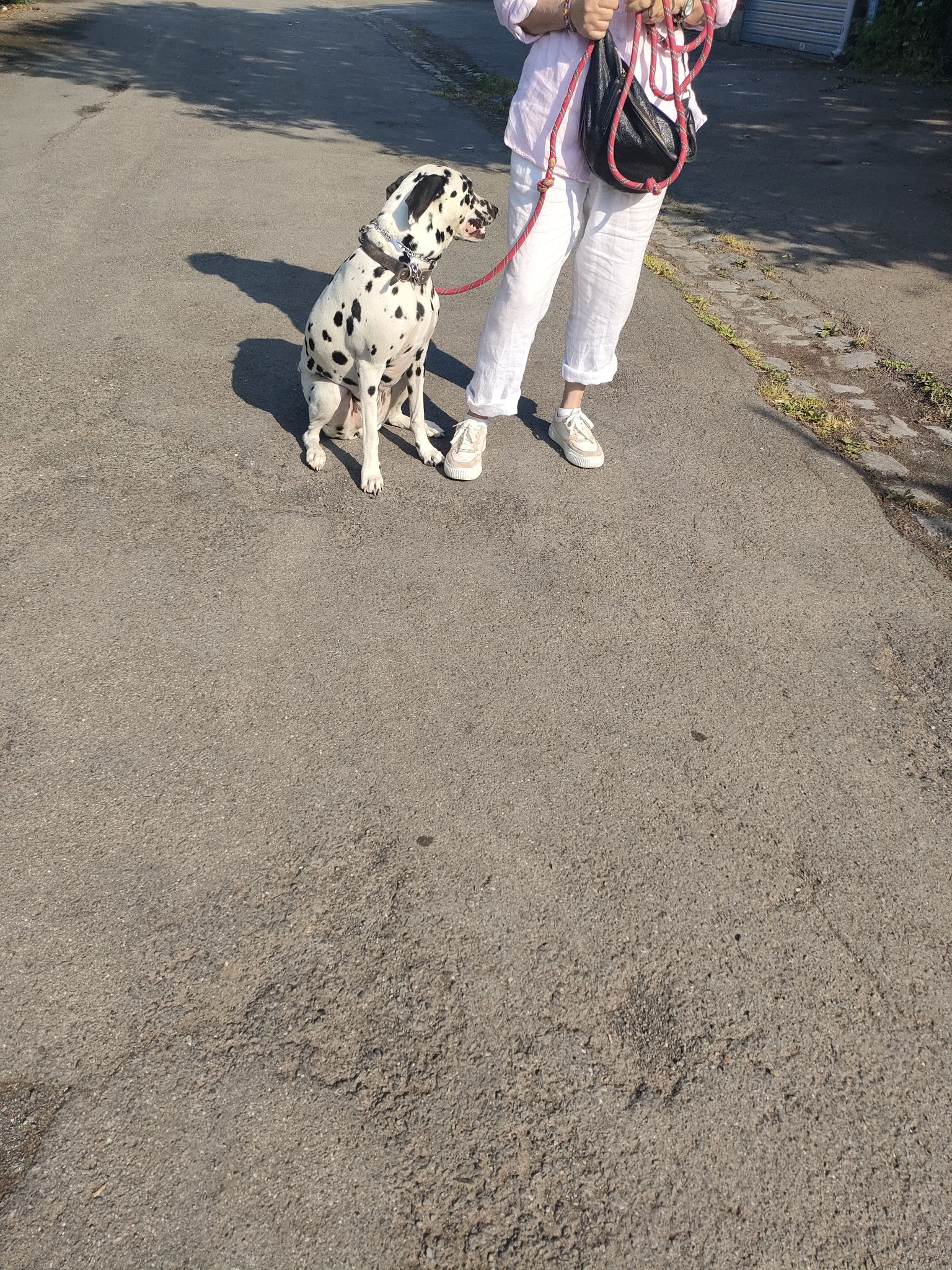 "Penny" Dalmatien