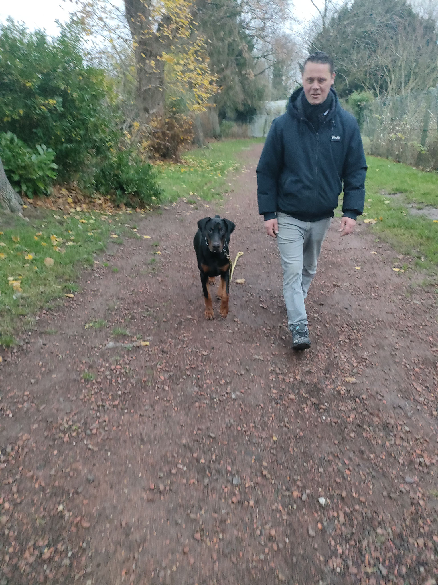 "Oslo" Doberman