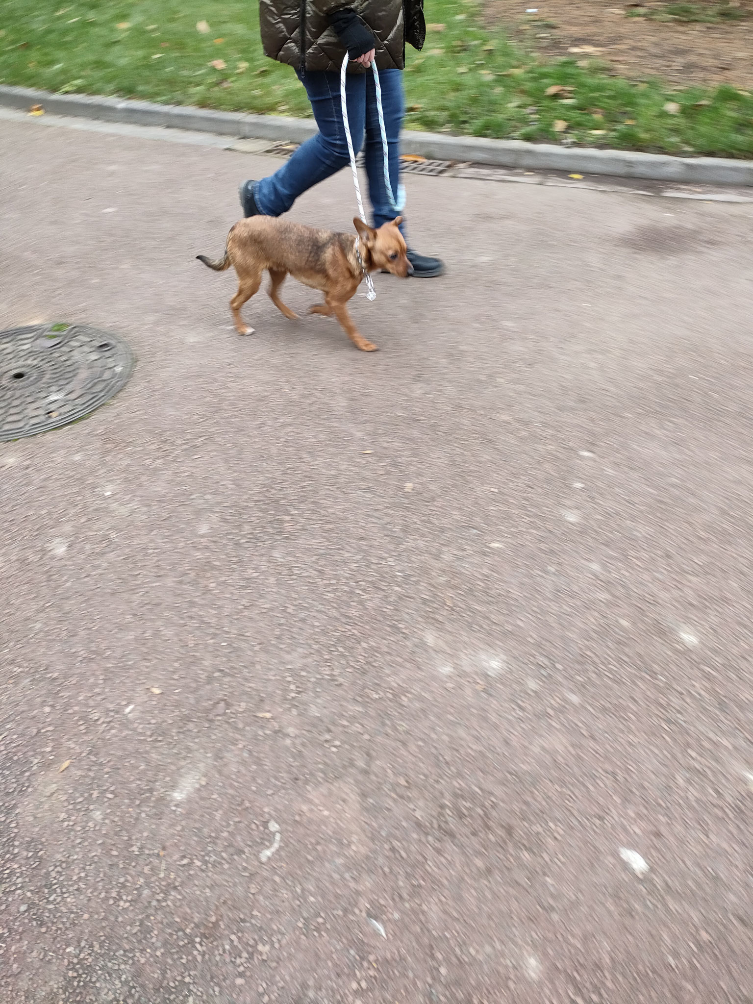 "Toby" Croisé Pinscher