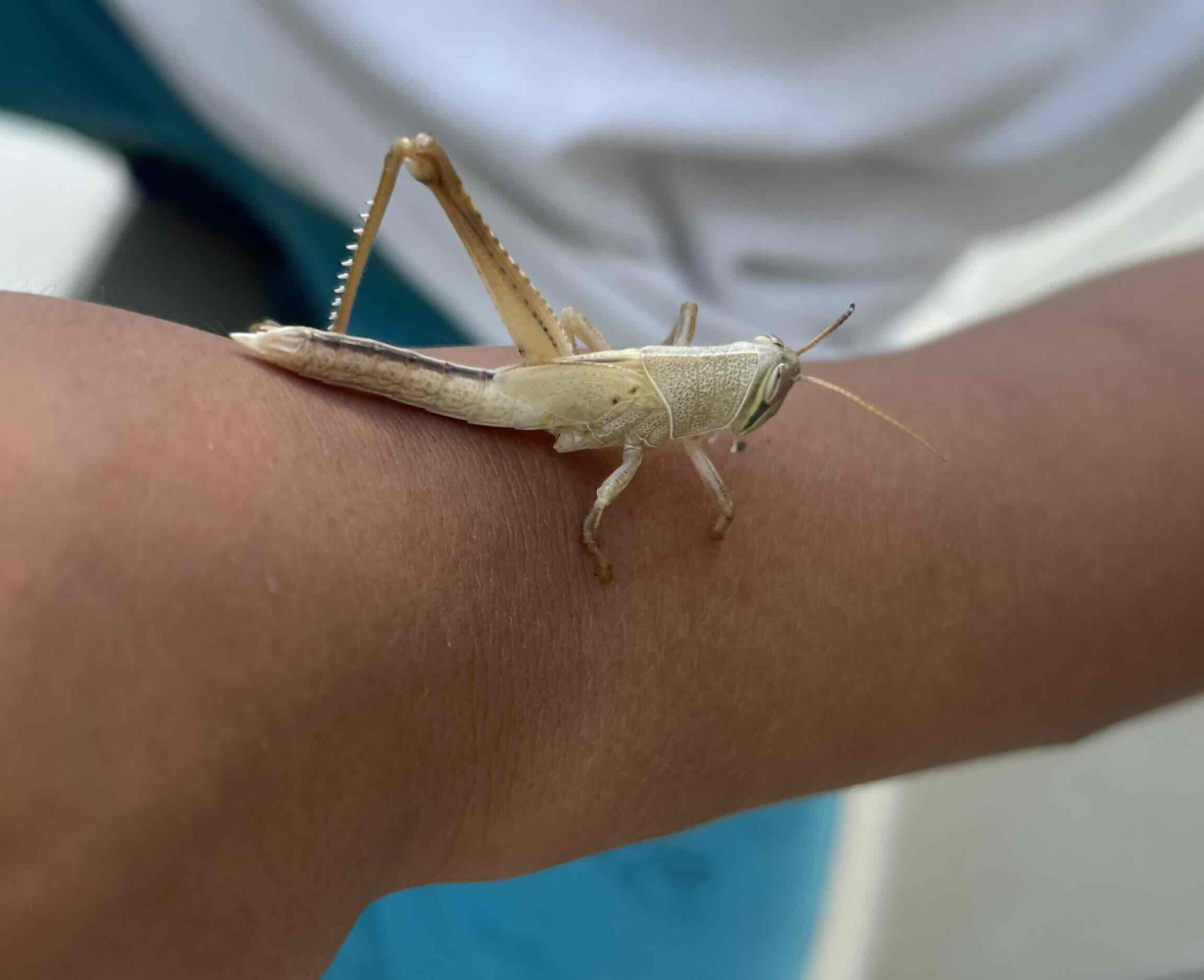 タイワンツチイナゴ