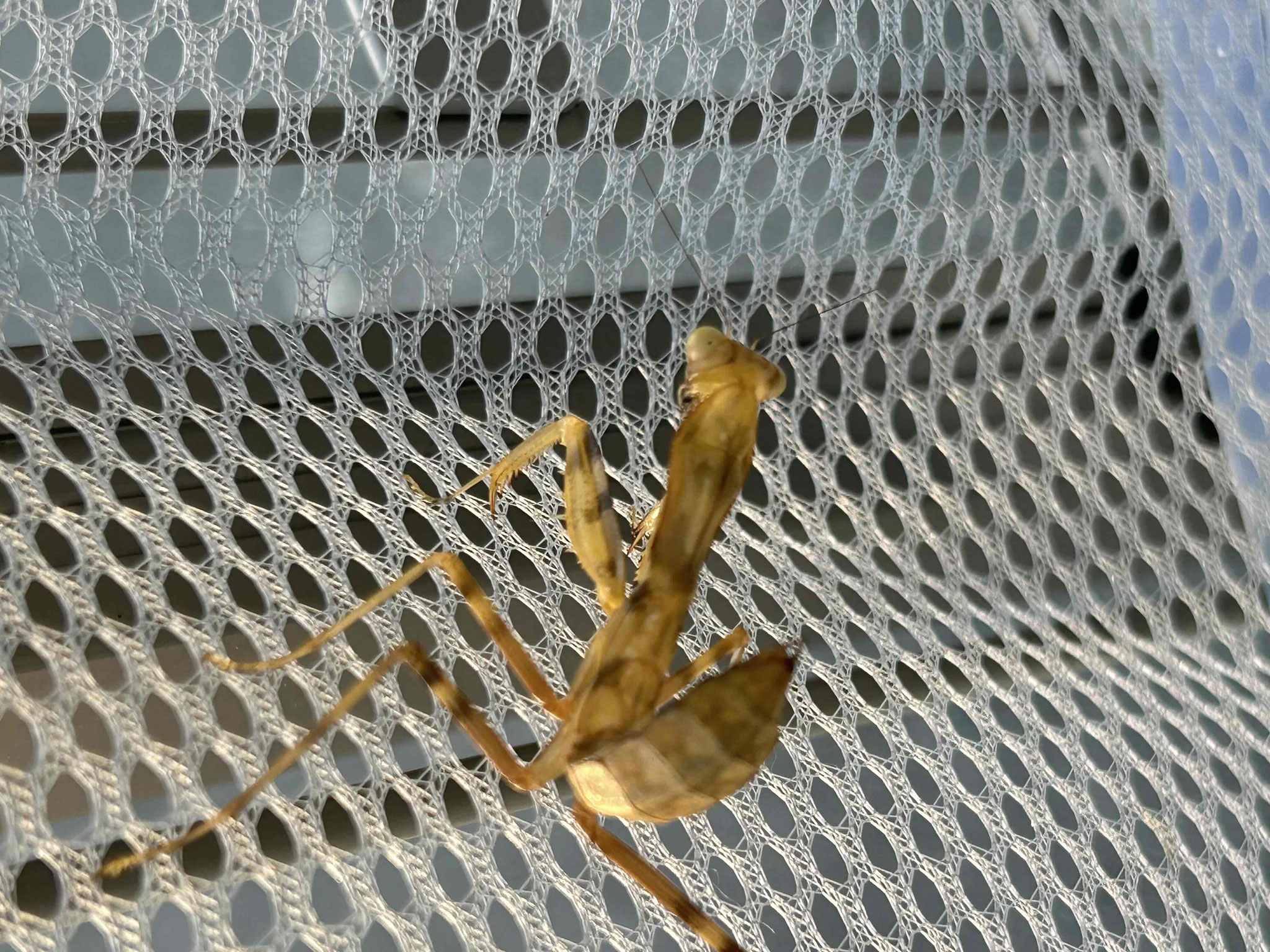 ハラビロカマキリ