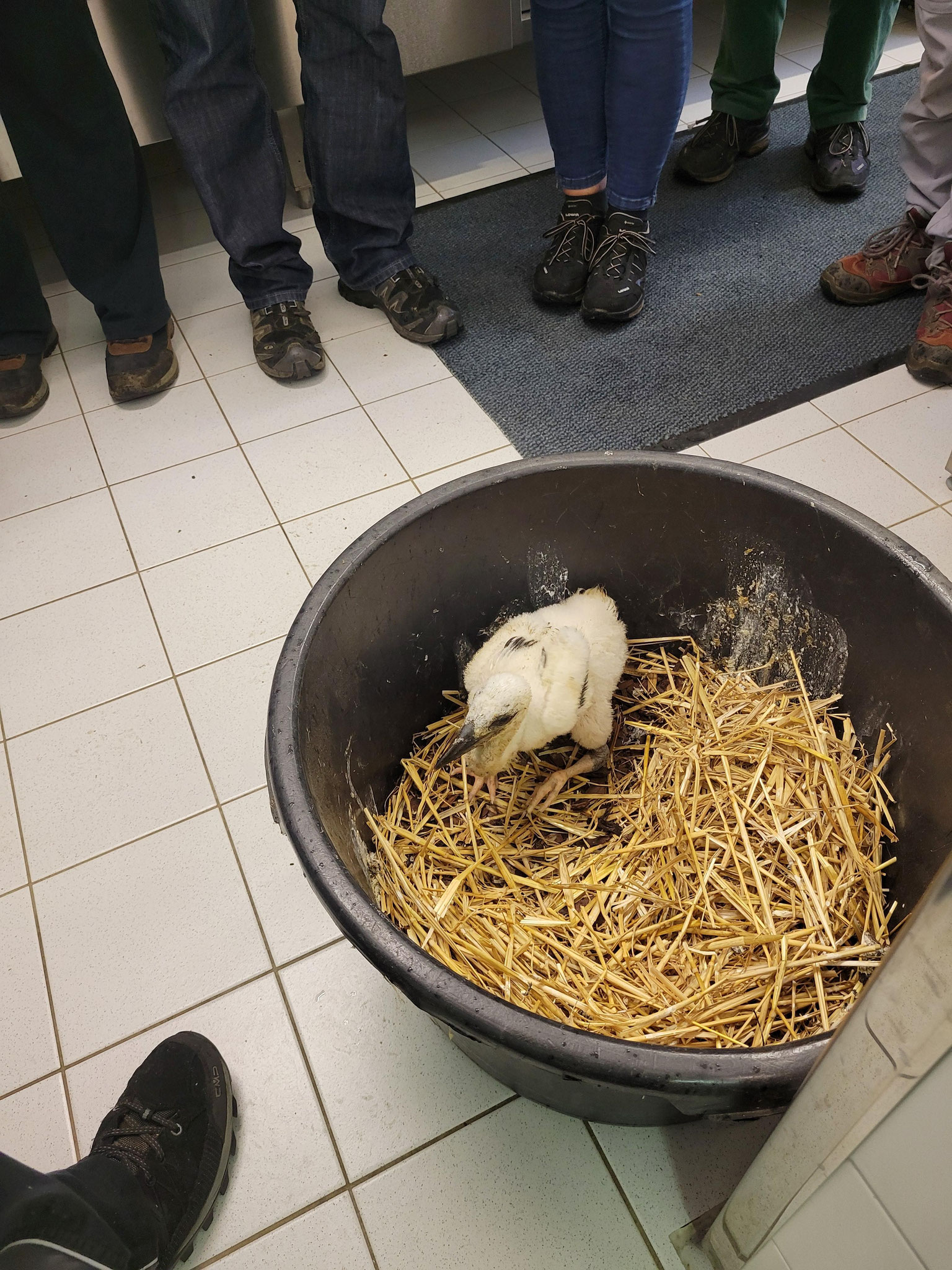 Ein junger Storch in der Vogelpflegestation. Foto: Tamara Ayoub / NABU