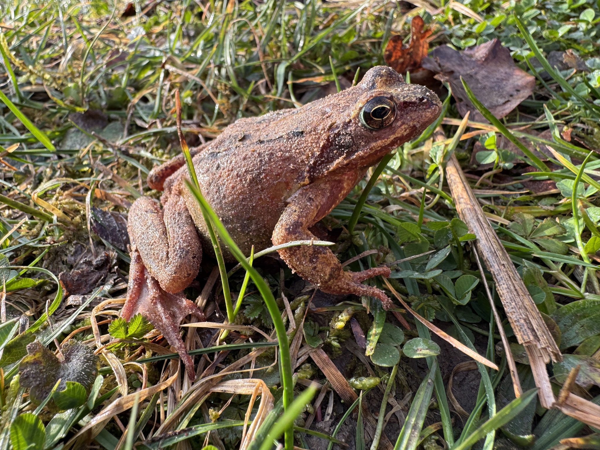 Grasfrosch (Rana temporaria)(Foto:Aileen Schuler)