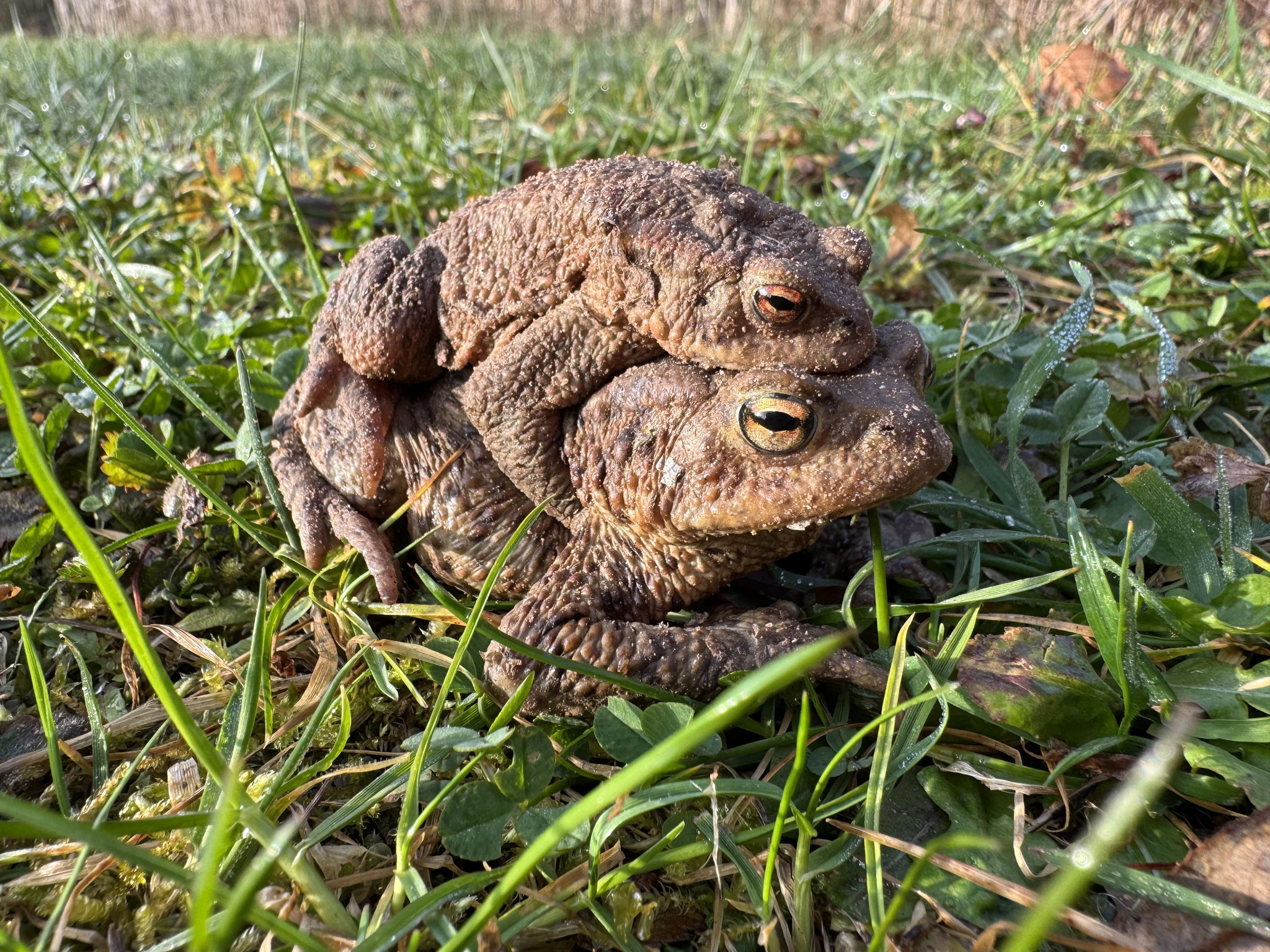 Erdkröte (Bufo bufo), Männchen oben/Weibchen unten (Foto:Aileen Schuler)