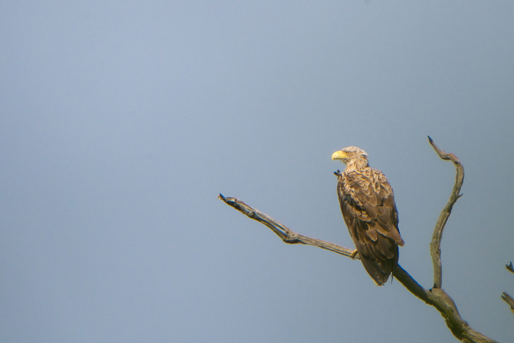 Seeadler