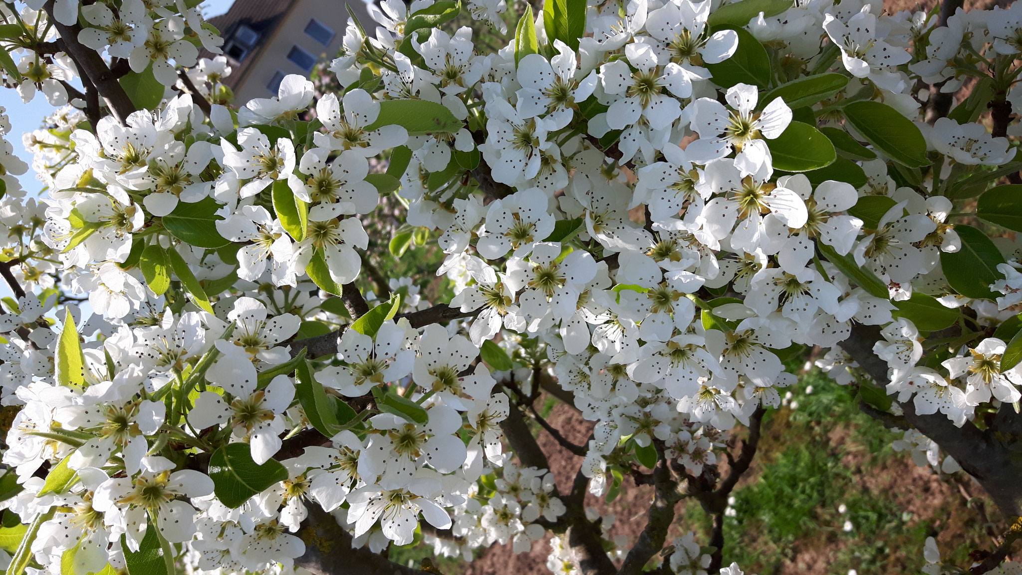 Ein Birnbaum in voller Blüte!