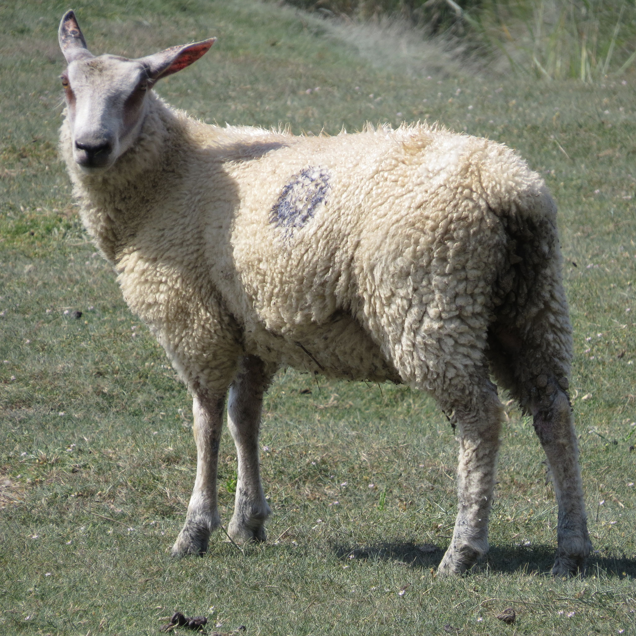 Des agneaux de qualité Agneau de prés salés