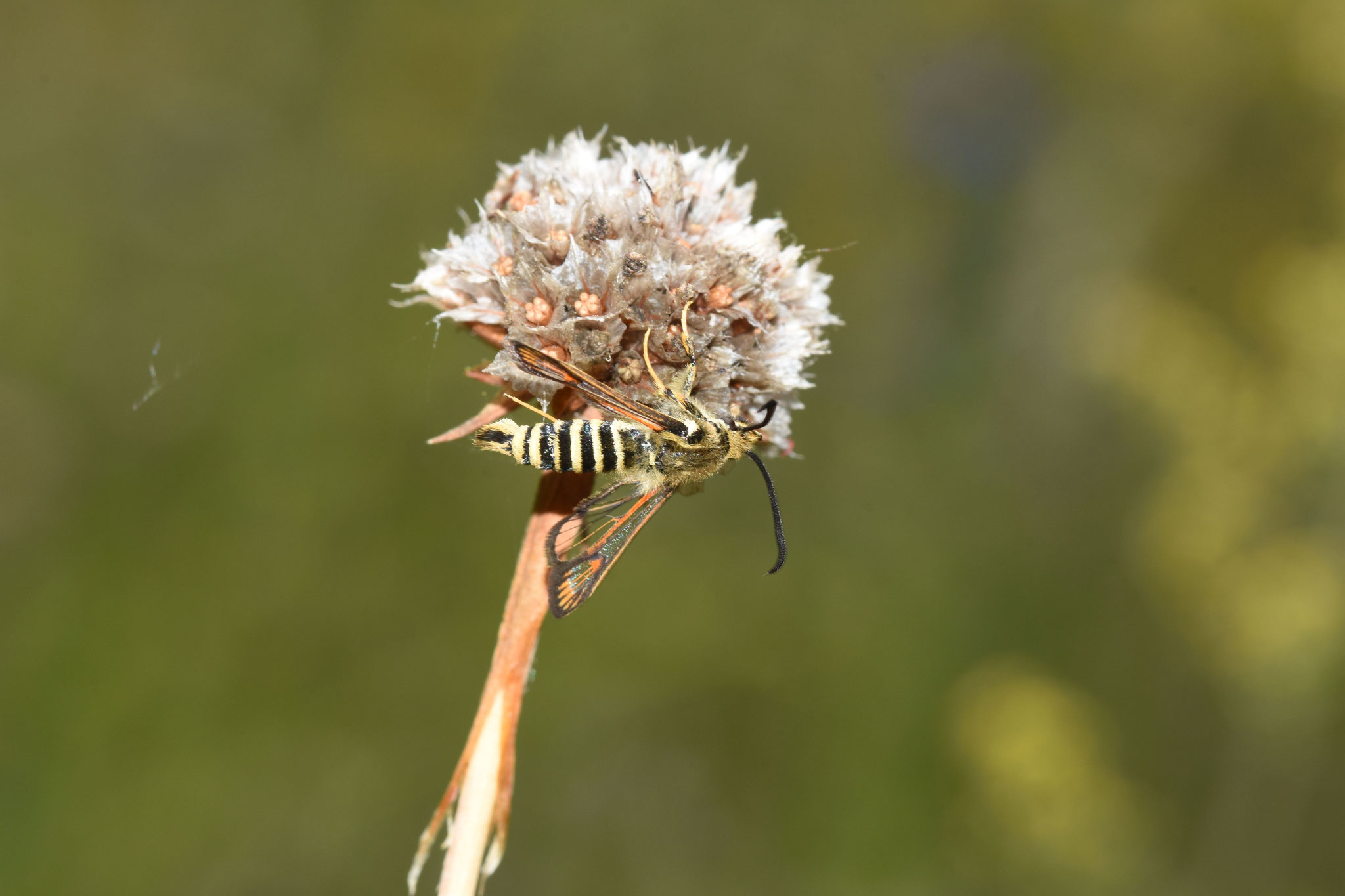 Sieht aus wie eine große Wespe, ist aber ein Schmetterling: der Hornklee-Glasflügler          Foto: Martin Schroth (NABU)