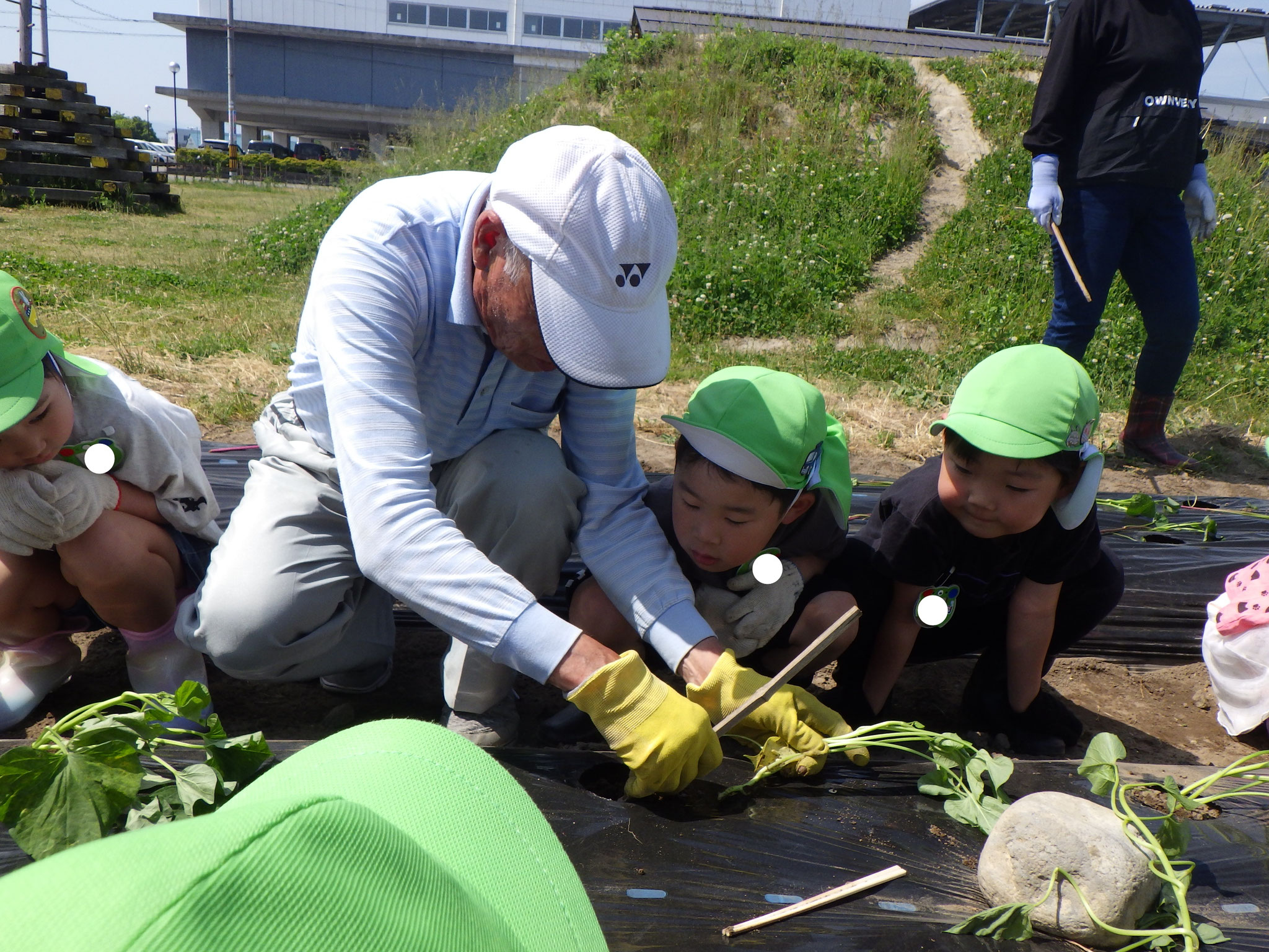 苗はどうやって植えるんだろうとジーっと見つめています