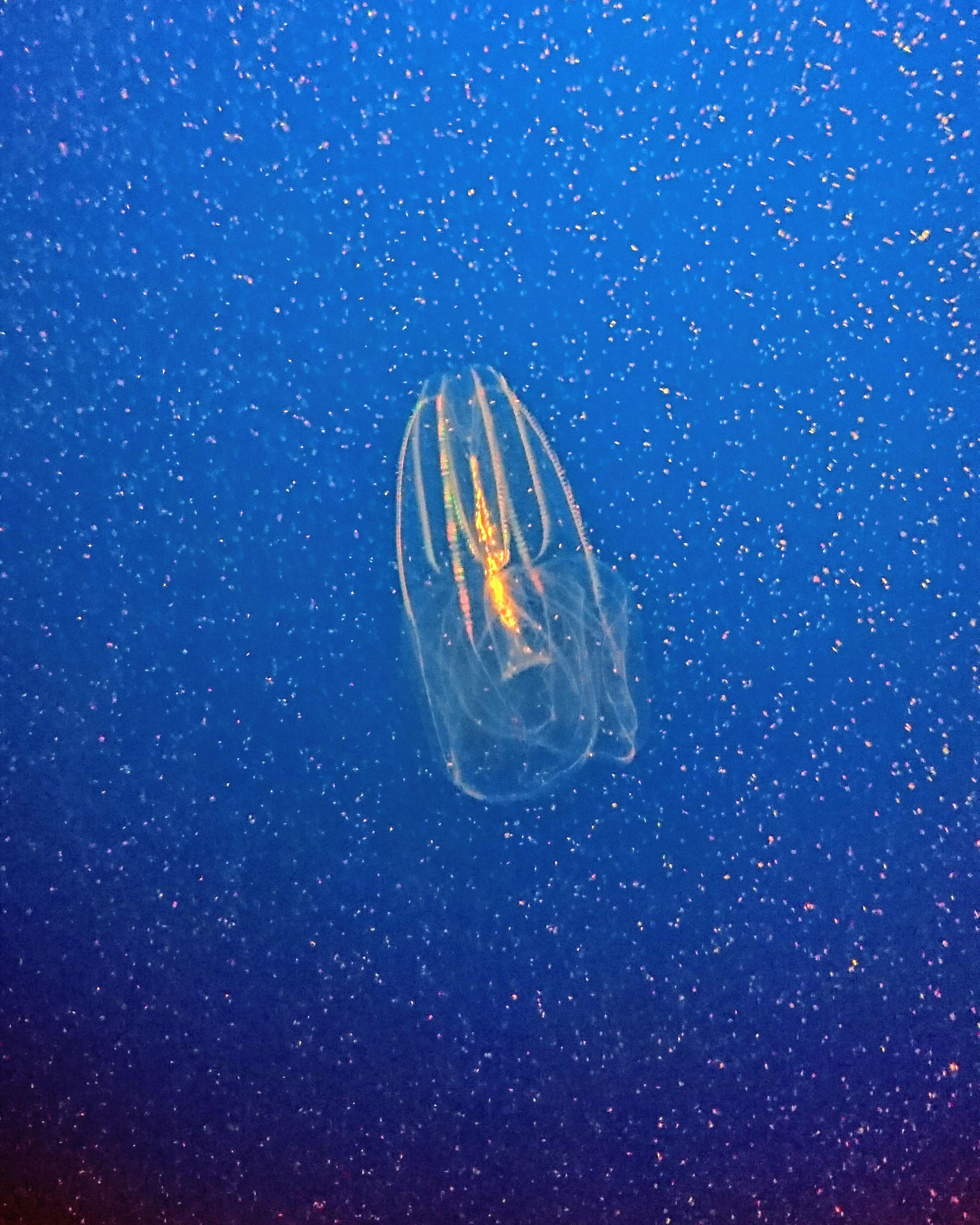 Comb jelly