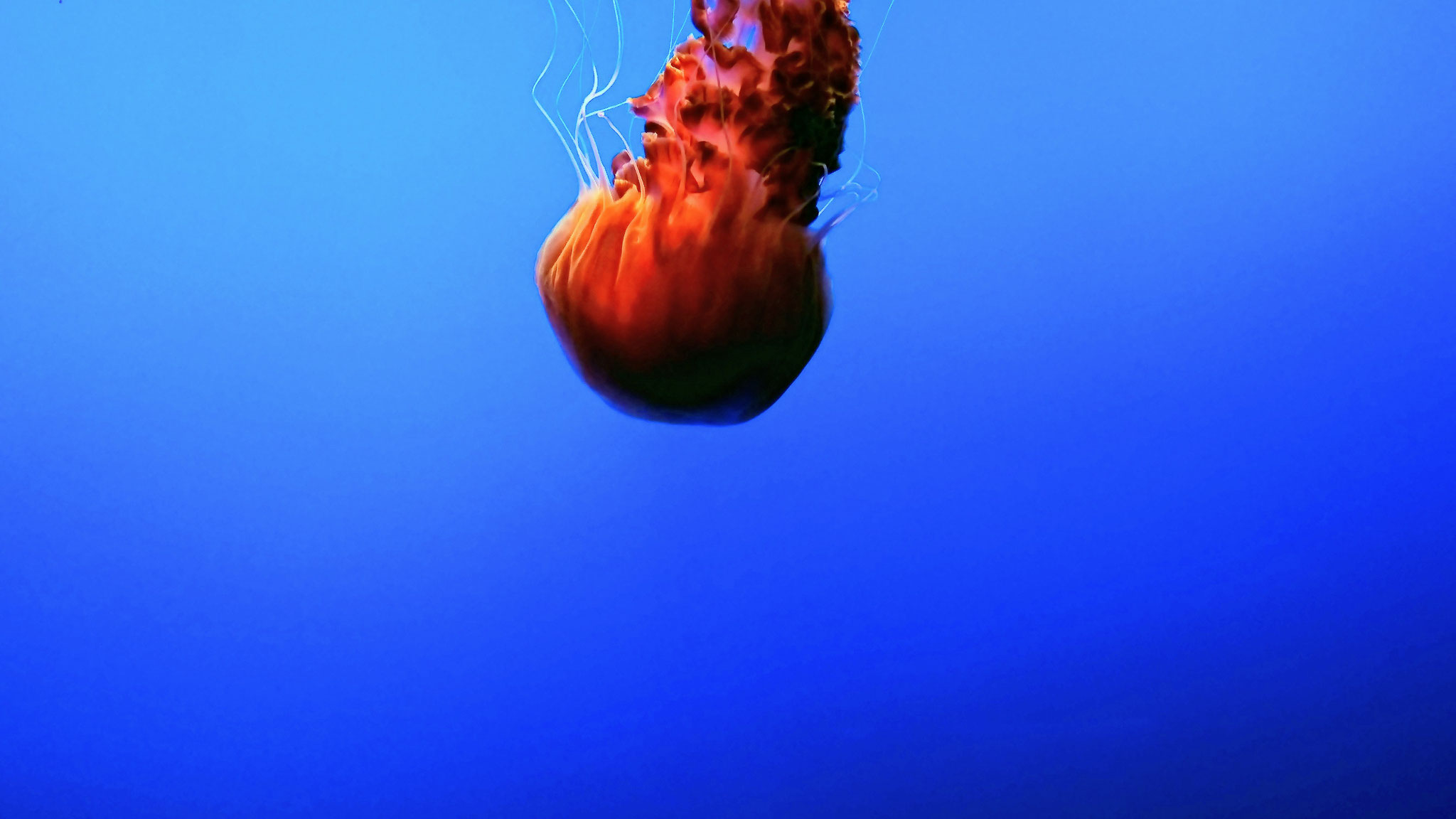 Sea nettle