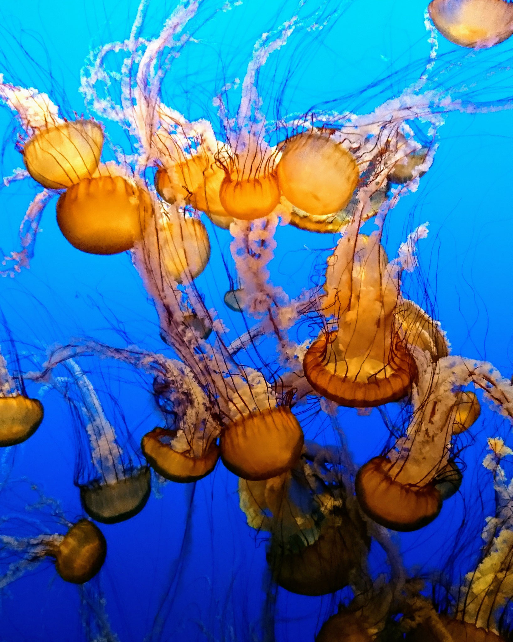 Black sea nettle