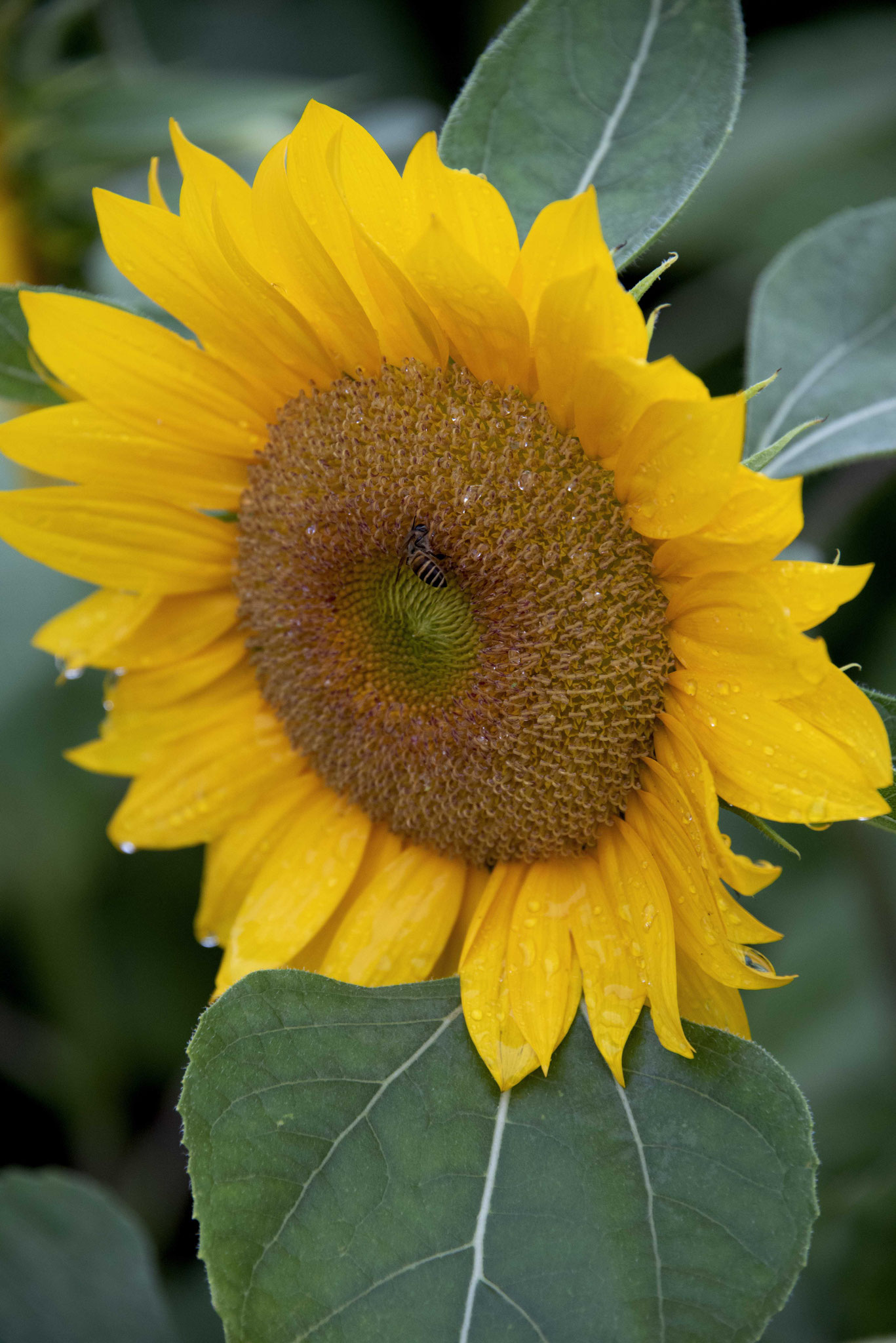 Sunflower 2