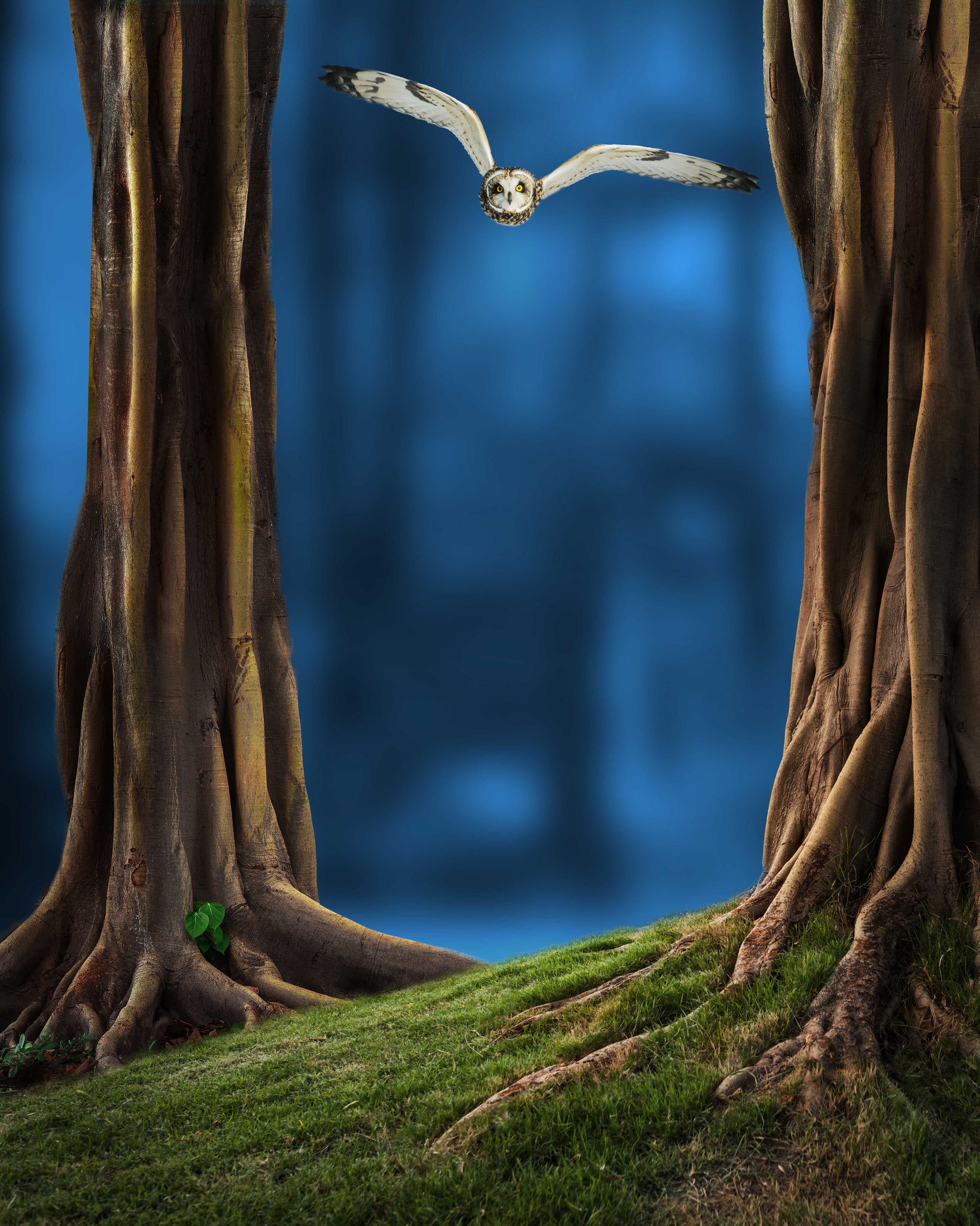 Fantasy; Forrest with Owl