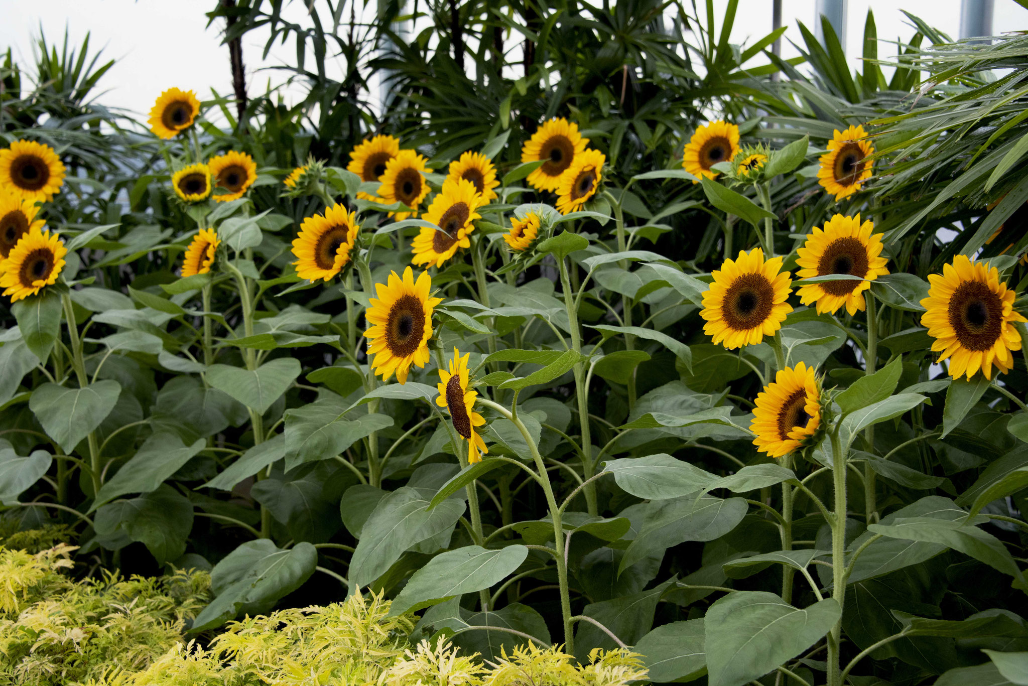 Sunflower 3