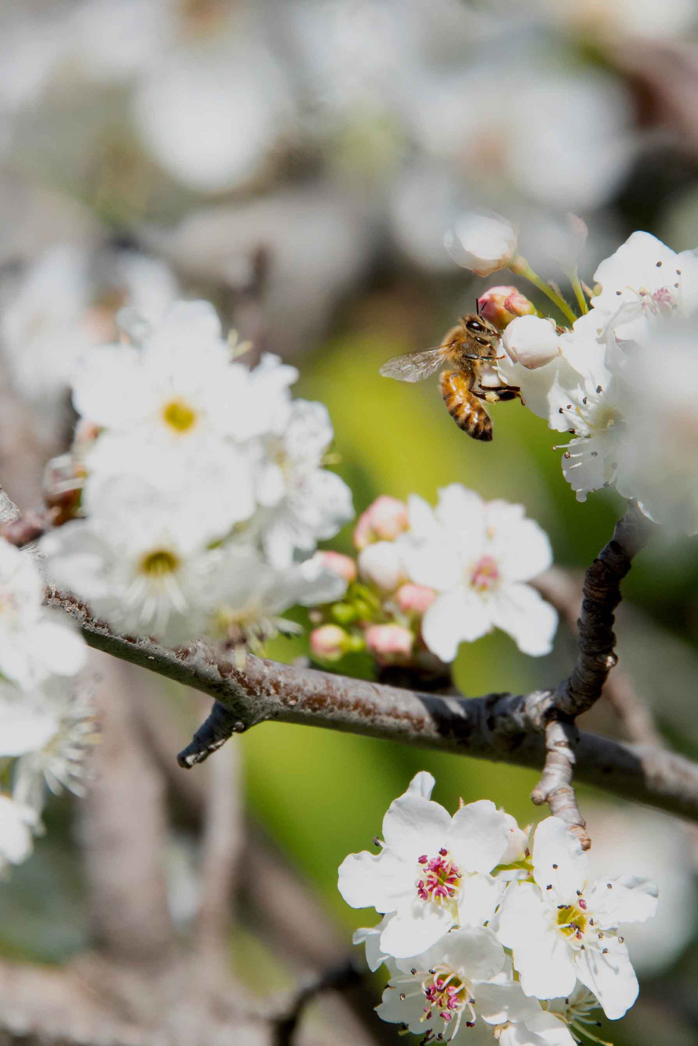 Bee on Cherry Blossom 2