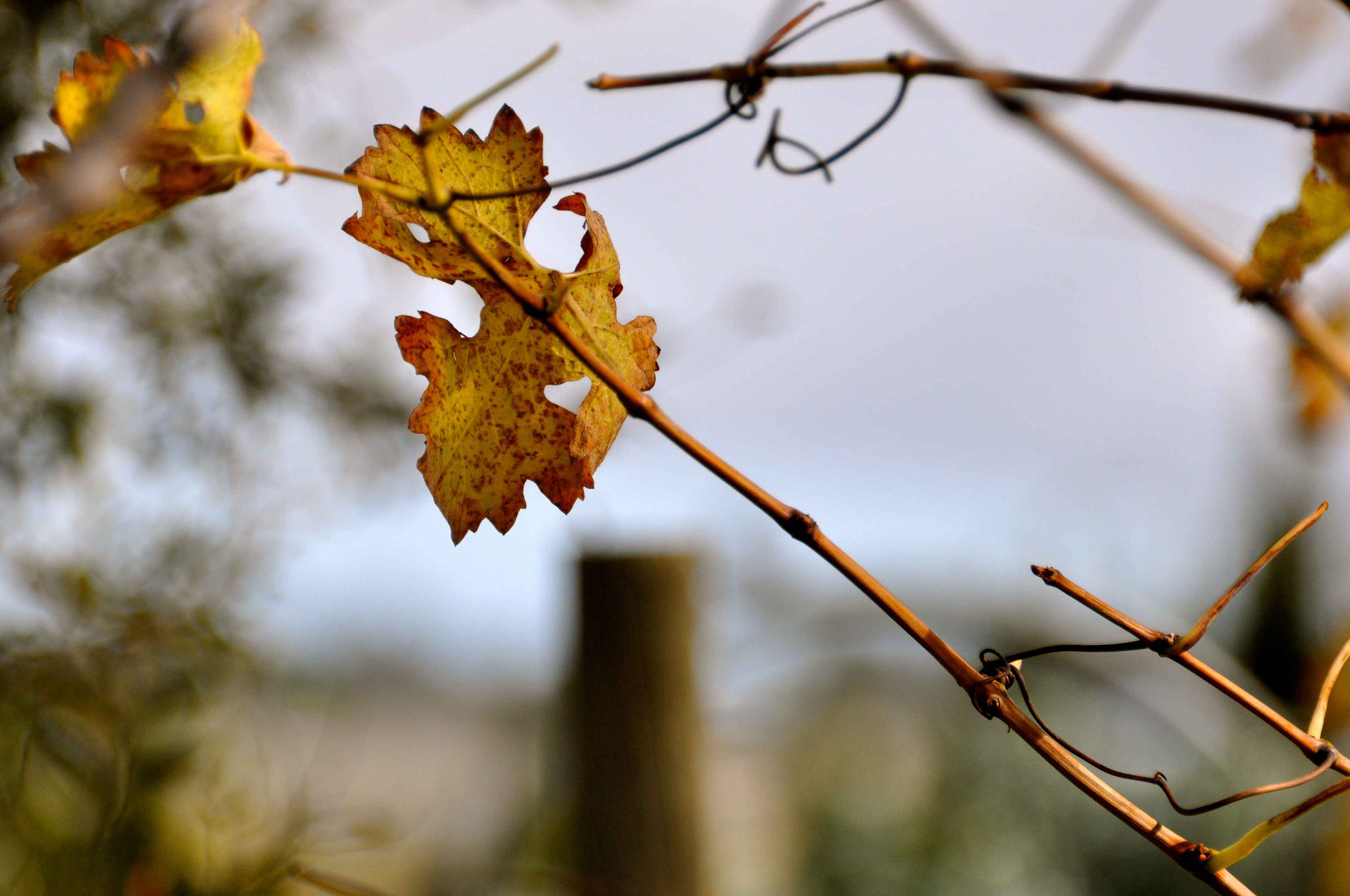 Autumn Leaf 1