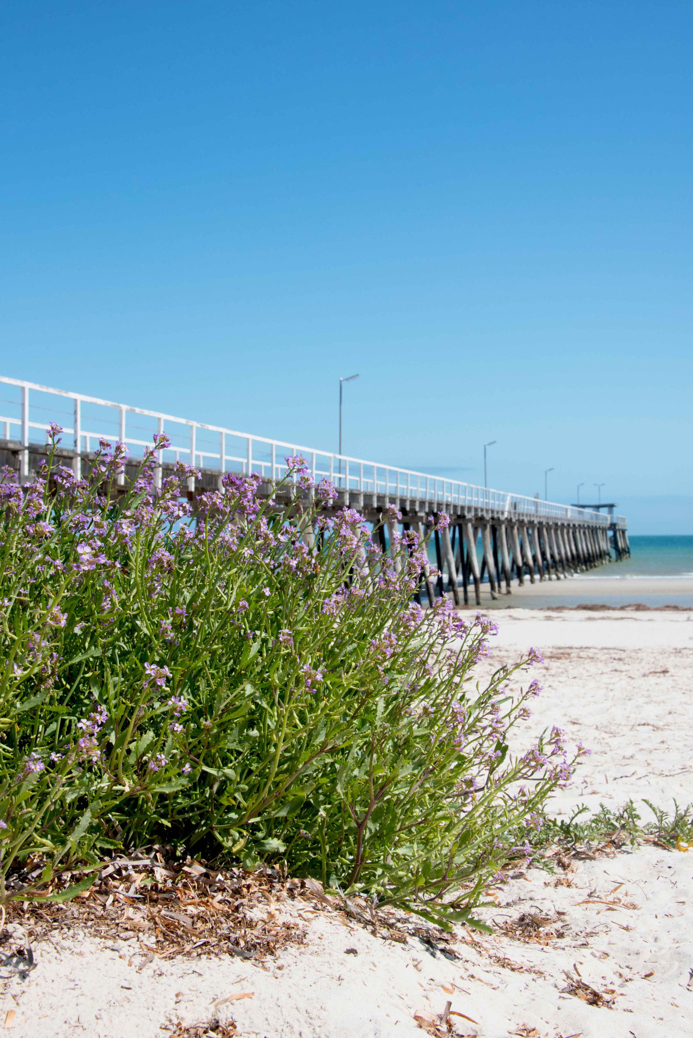 Largs Bay Beach 15