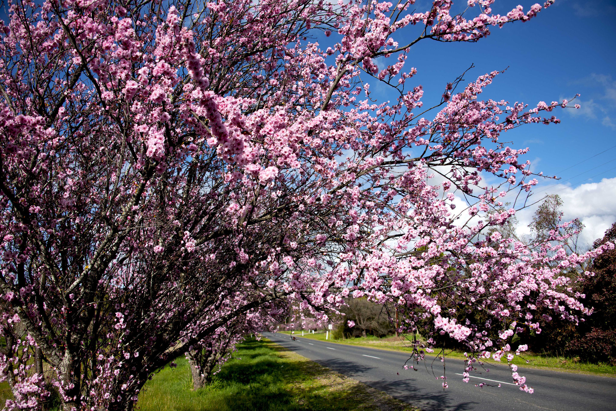 Adelaide Hills Cherry Blossom