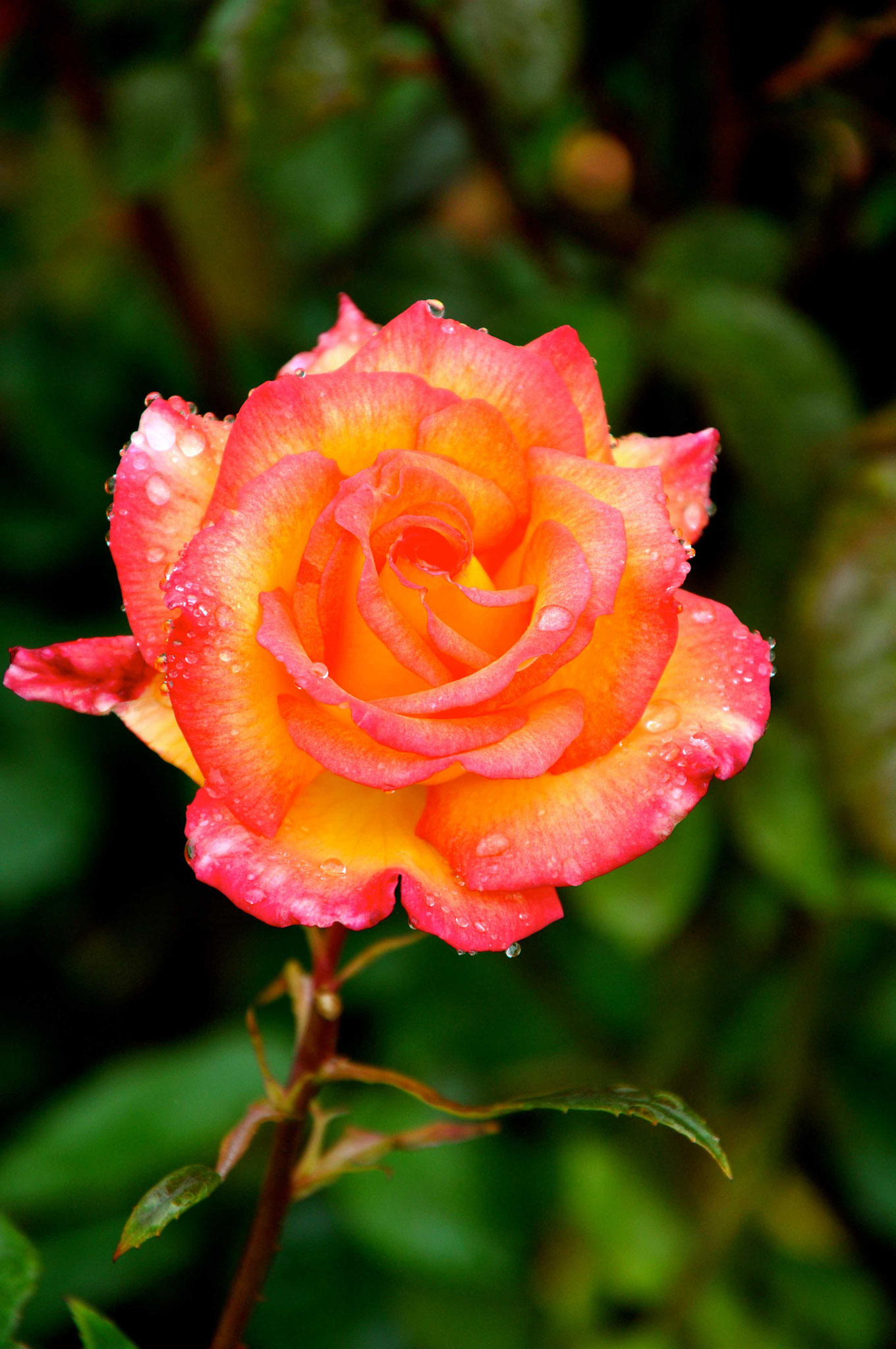 Apricot Rose