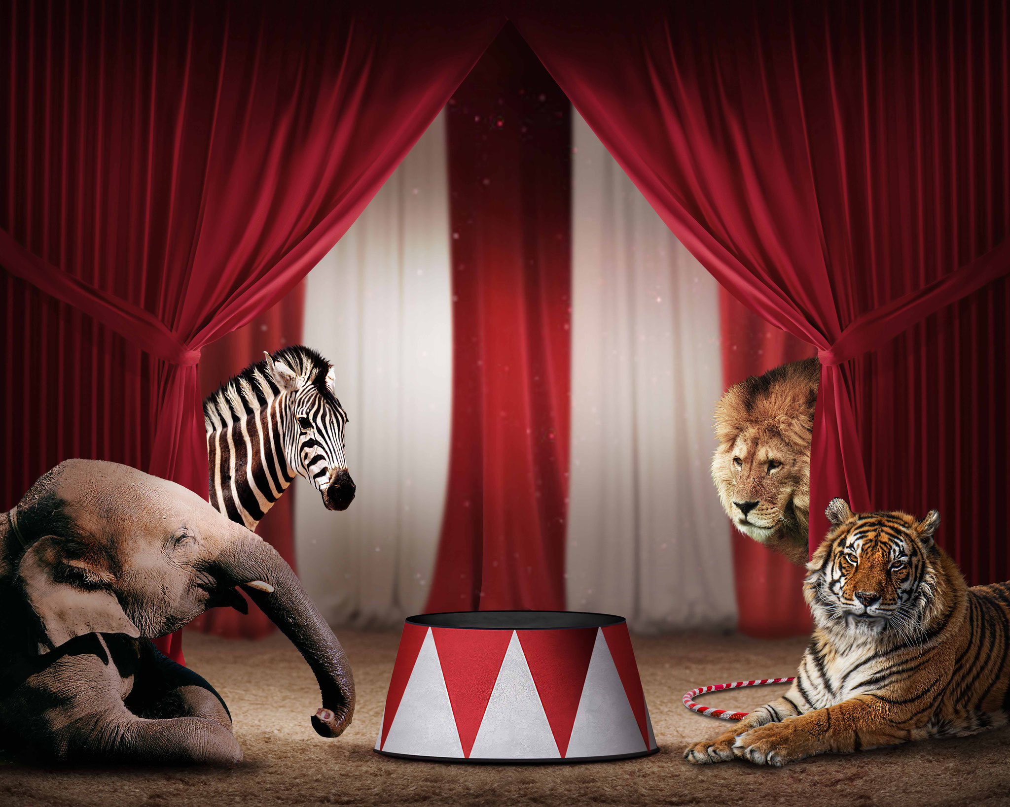 Animal; Circus