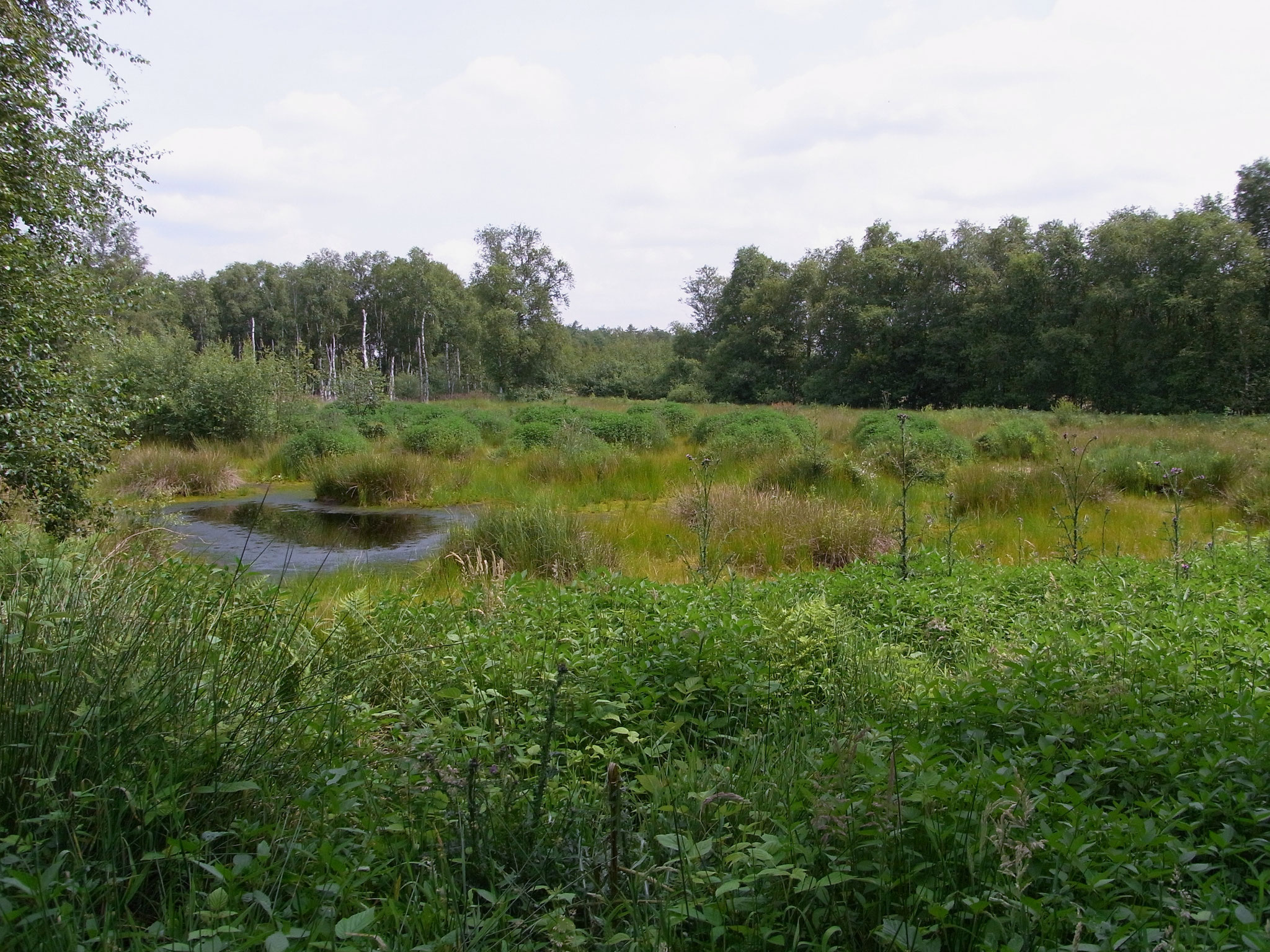 Teichbiotop auf ehemaliger Wiese