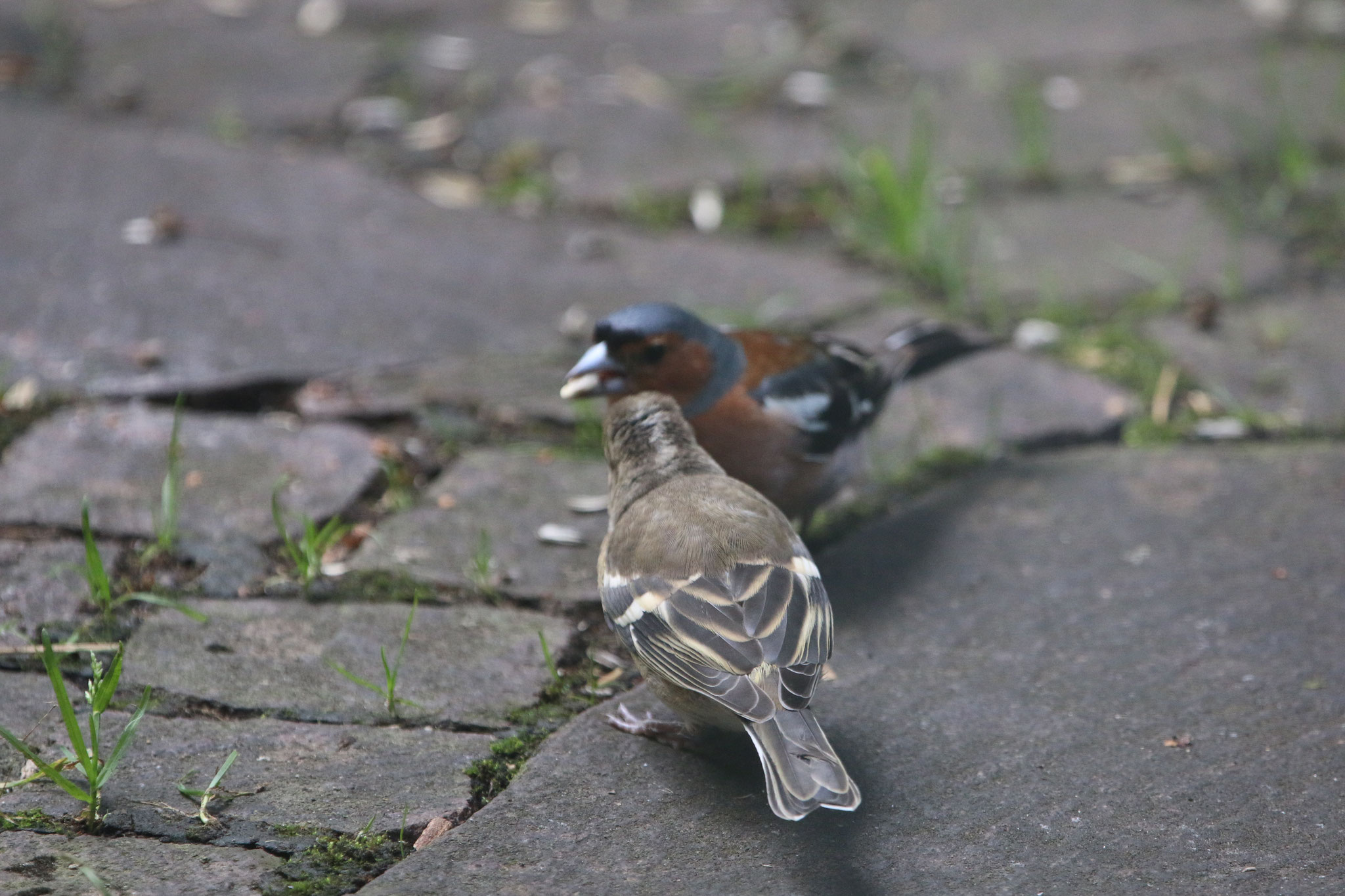 Umsorgende Elterntiere bei den Buchfinken (Foto: Hermann Kunze)