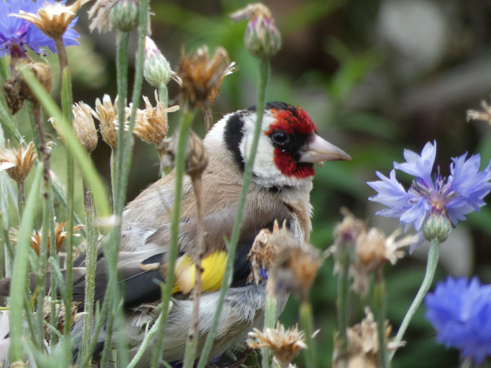 Stieglitz bei der Mahlzeit (Foto: Andrea Hess)