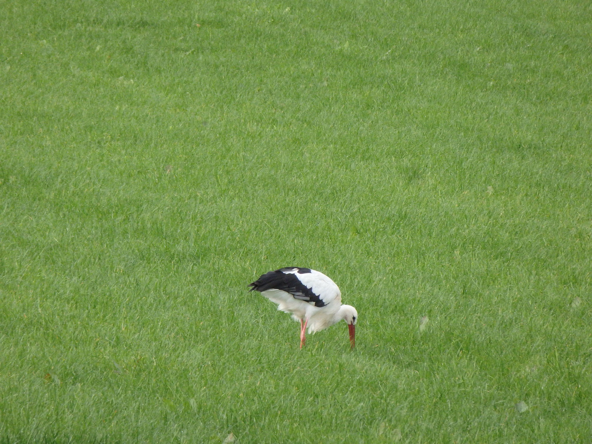 Weißstorch (Foto: Thomas Stange)