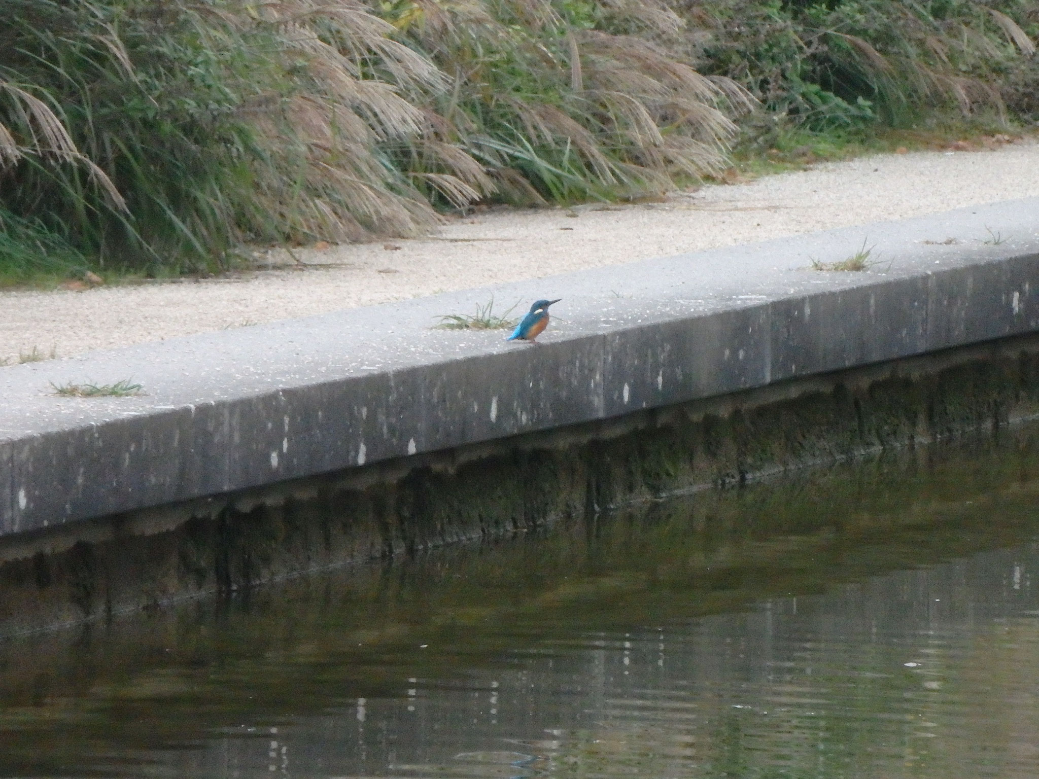 Eisvogel in der Neuen Welt Memmingen (Foto: Thomas Stange)