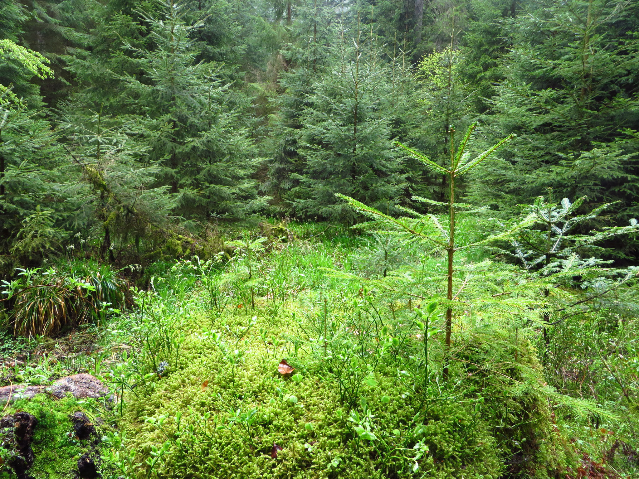 Moose, Flechten, Dickicht. Schwarzwald pur.