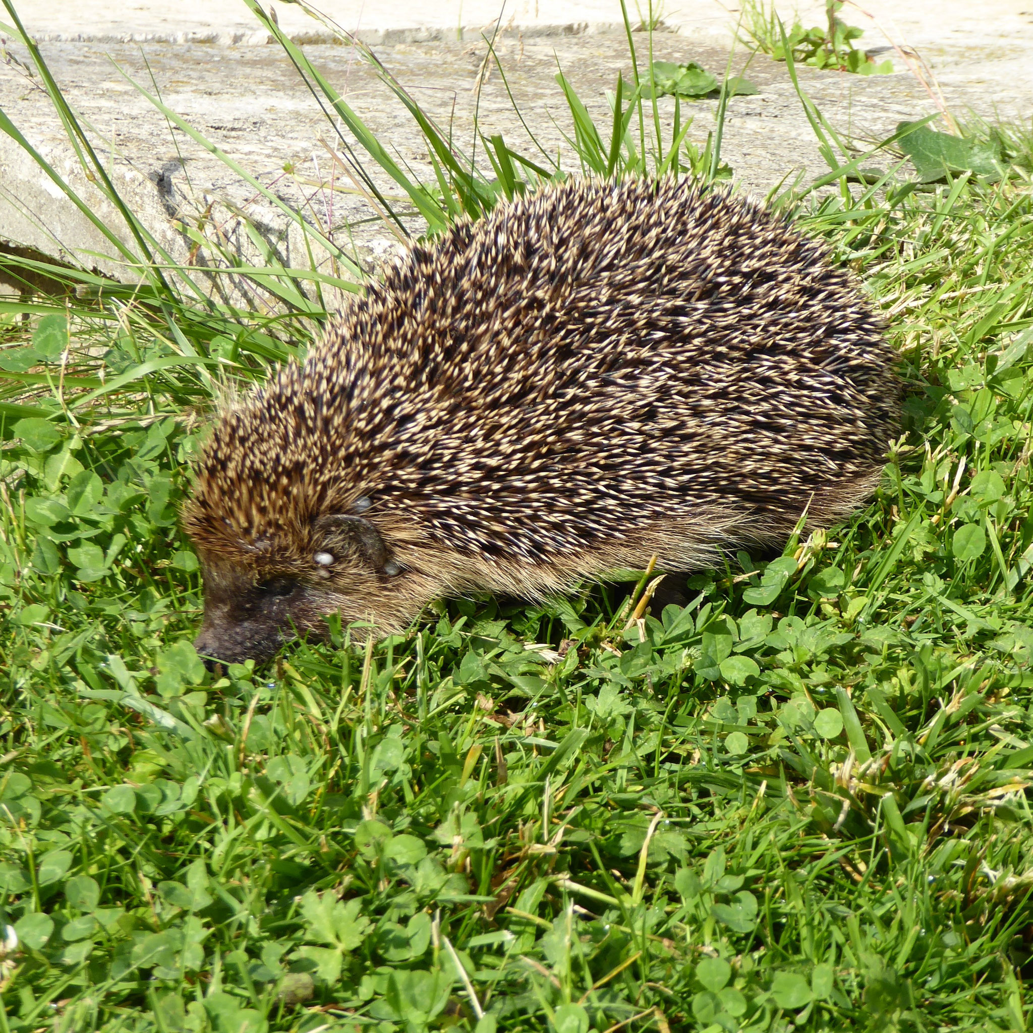 Igel