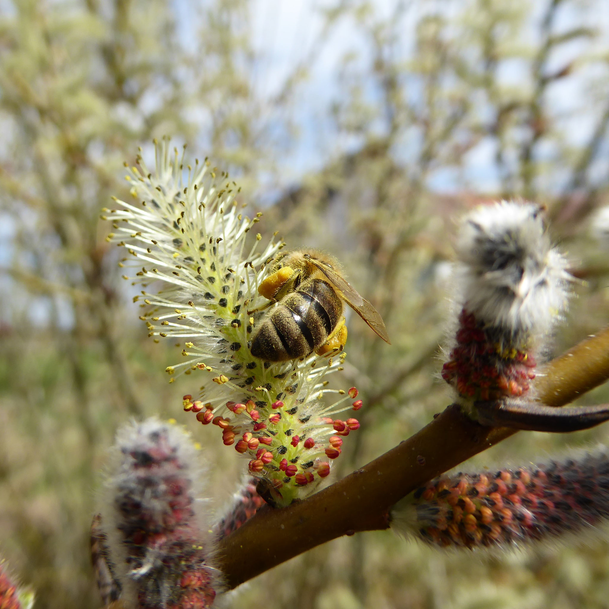 Biene mit Blütenpollen