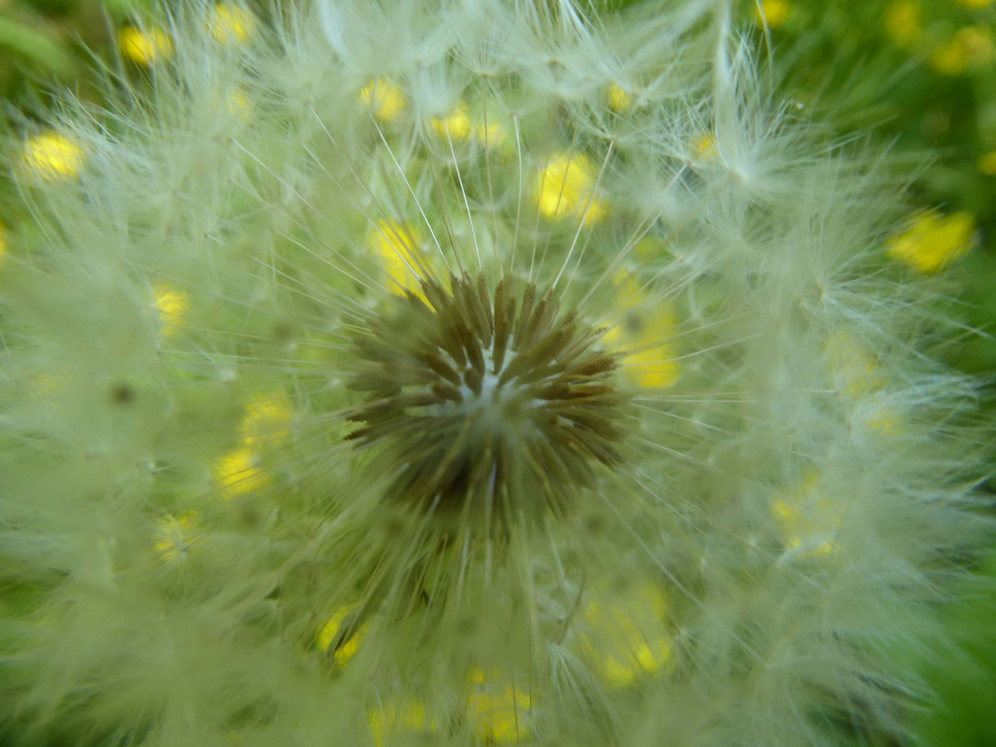 Pusteblume