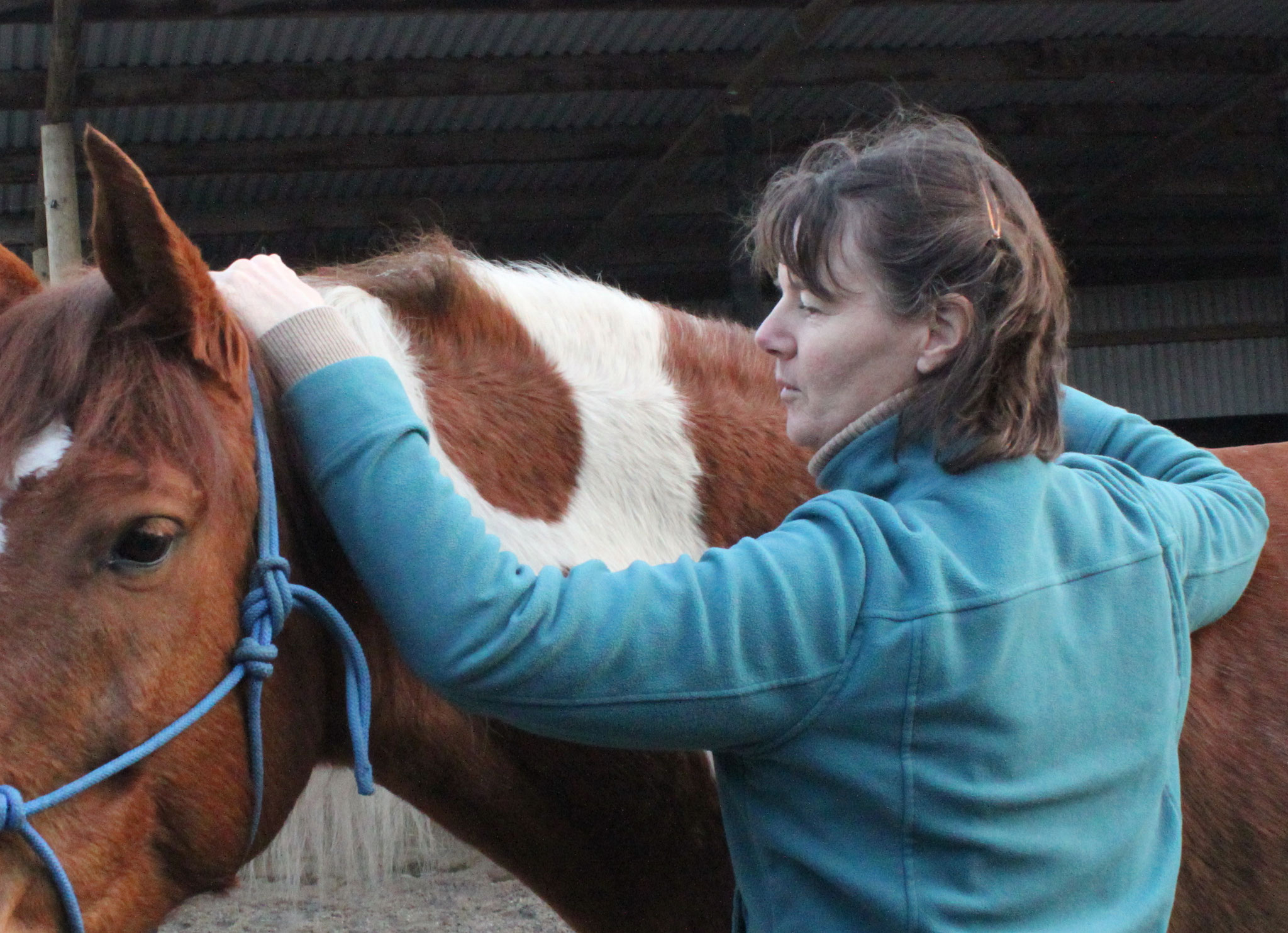 OrthoBionomy for horses orthobionomyuk