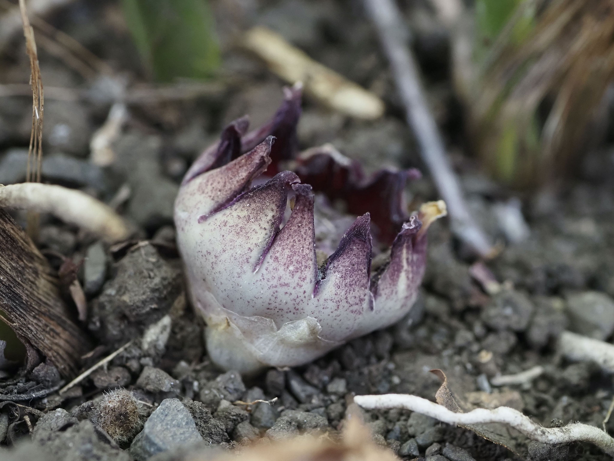 高氏均　ハランの花　都内(薬用植物園)　2026年３月２1日