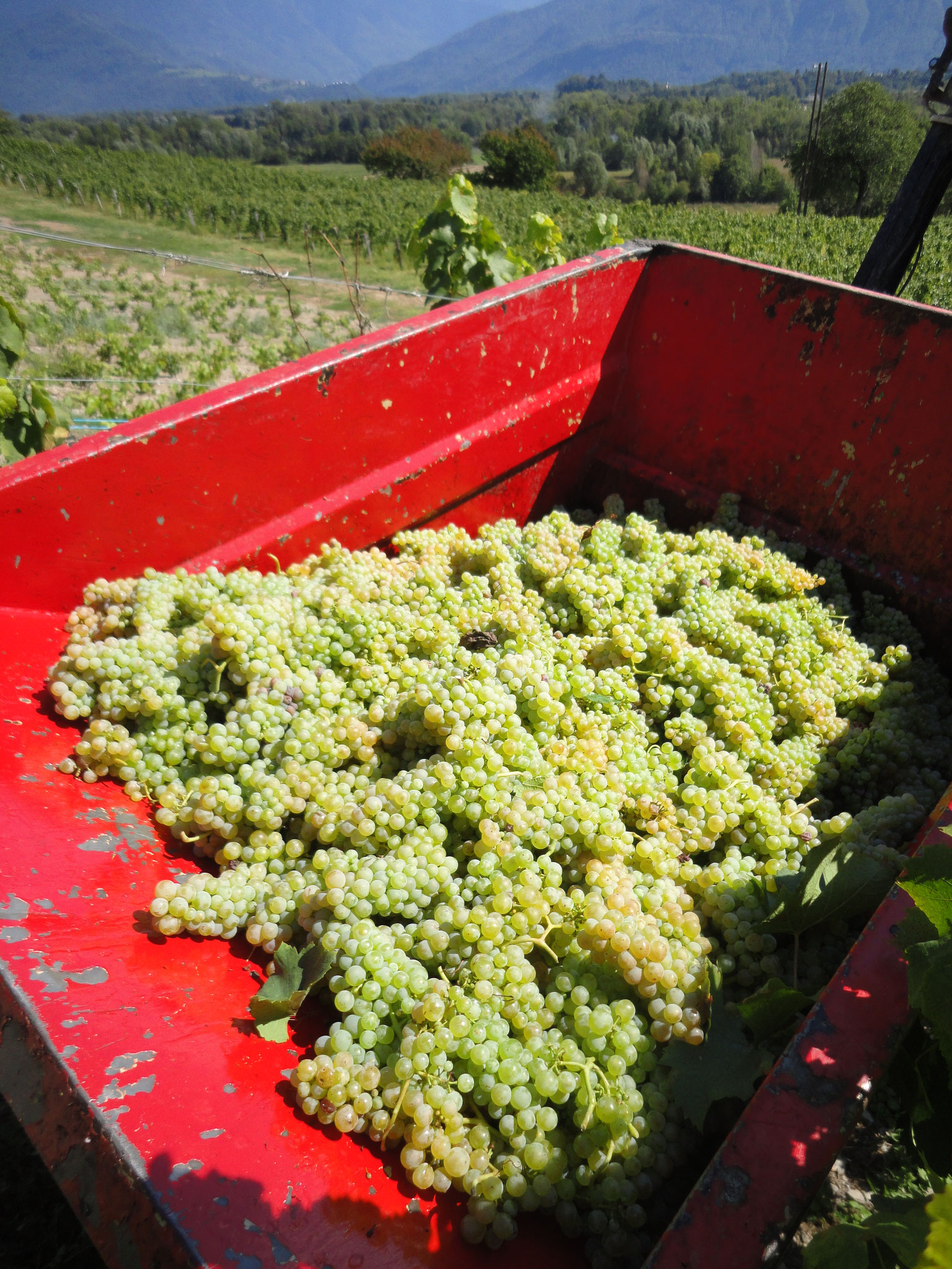 Producer of Savoie wines Domaine Vendange, vin de Savoie