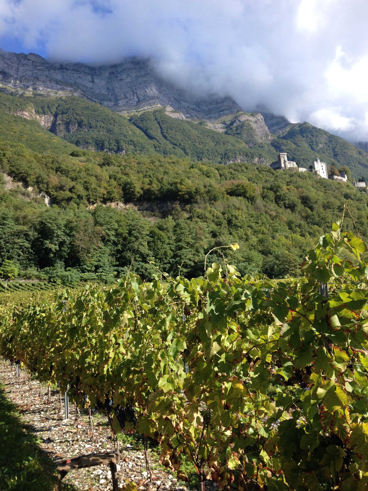 Producer of Savoie wines Domaine Vendange, vin de Savoie
