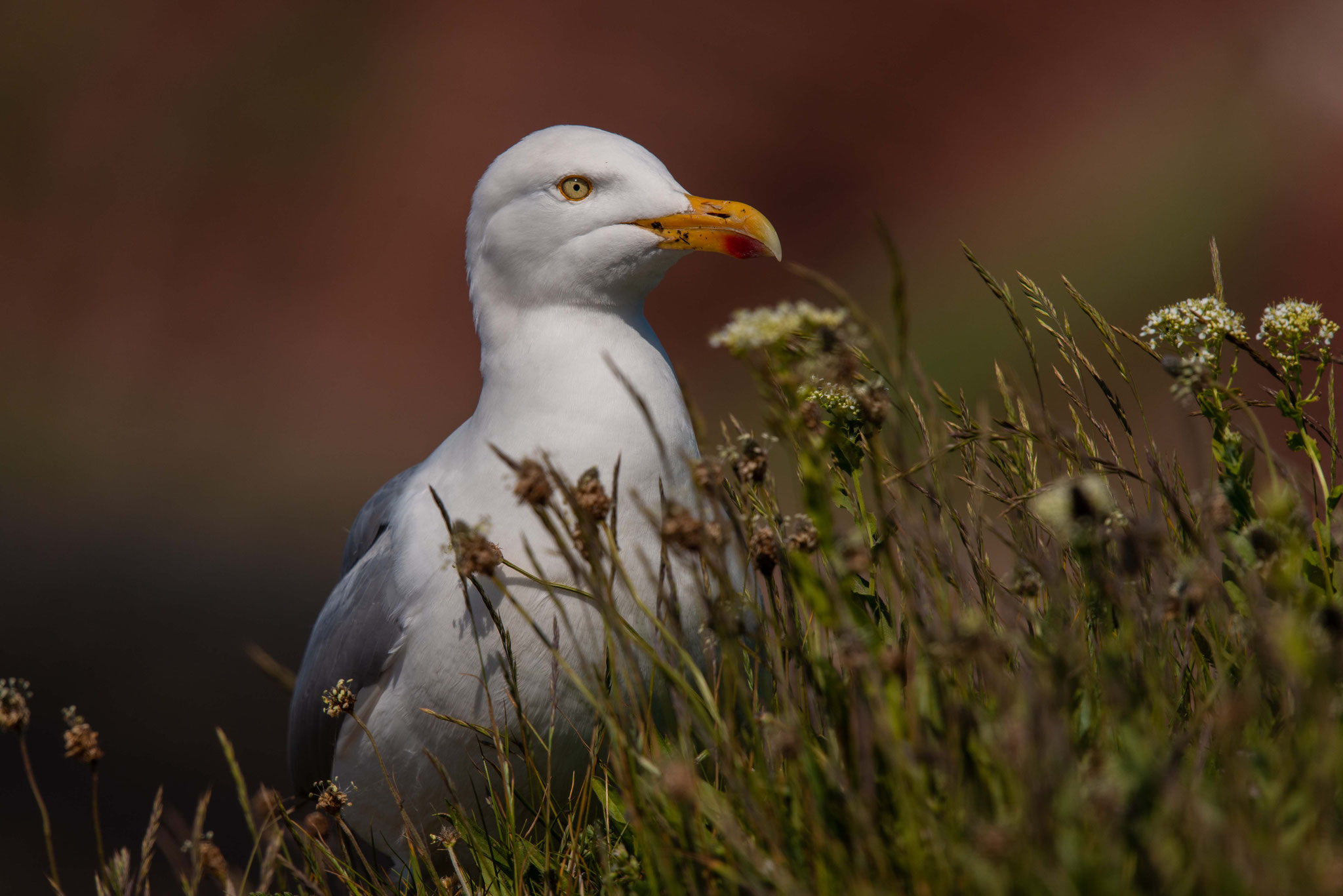 Helgoland by Sven