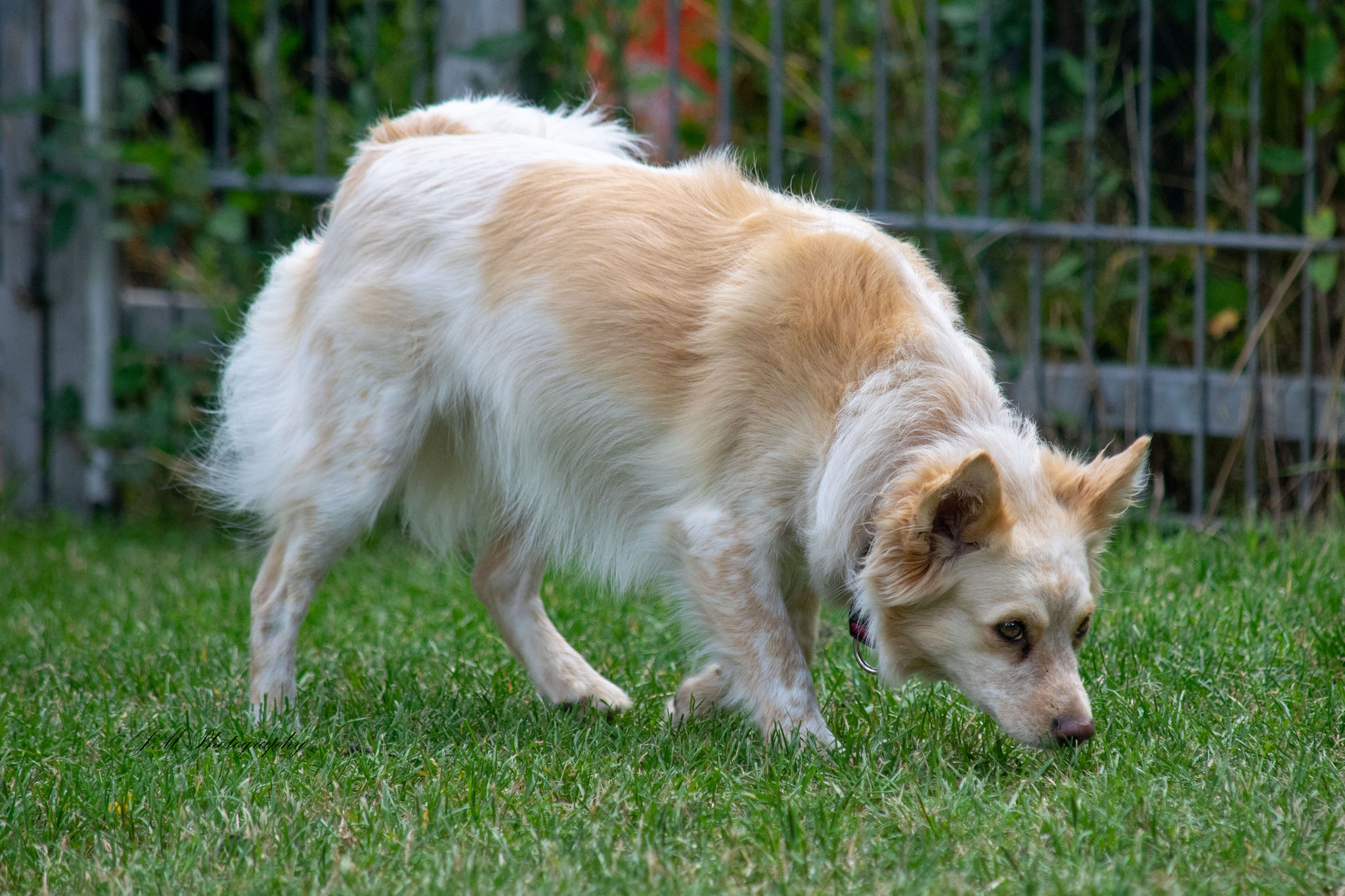 Maggie