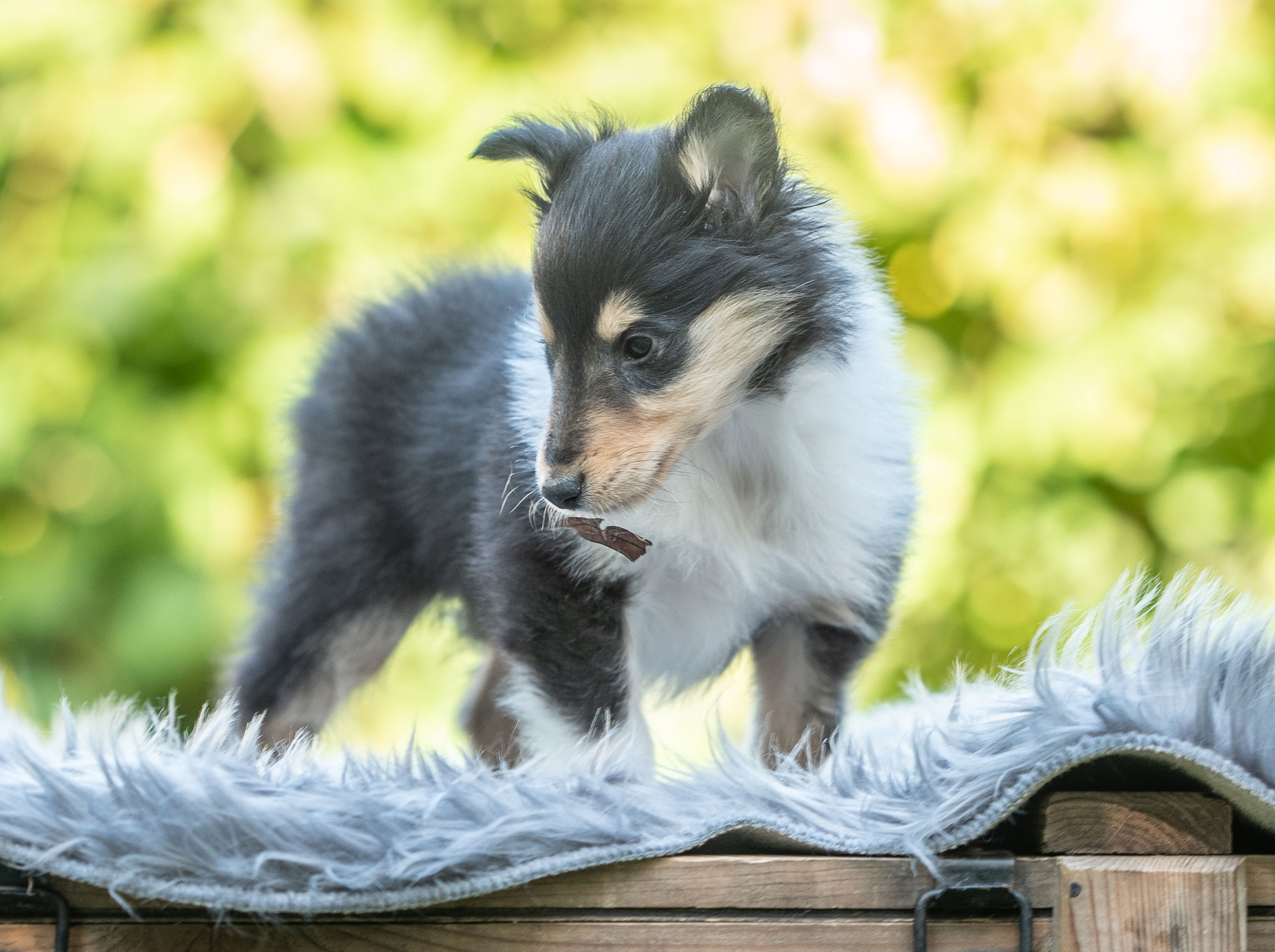 12. Oktober 2019 - Fotografiert von Gaby Brockers (Dogs Cottage Pictures)