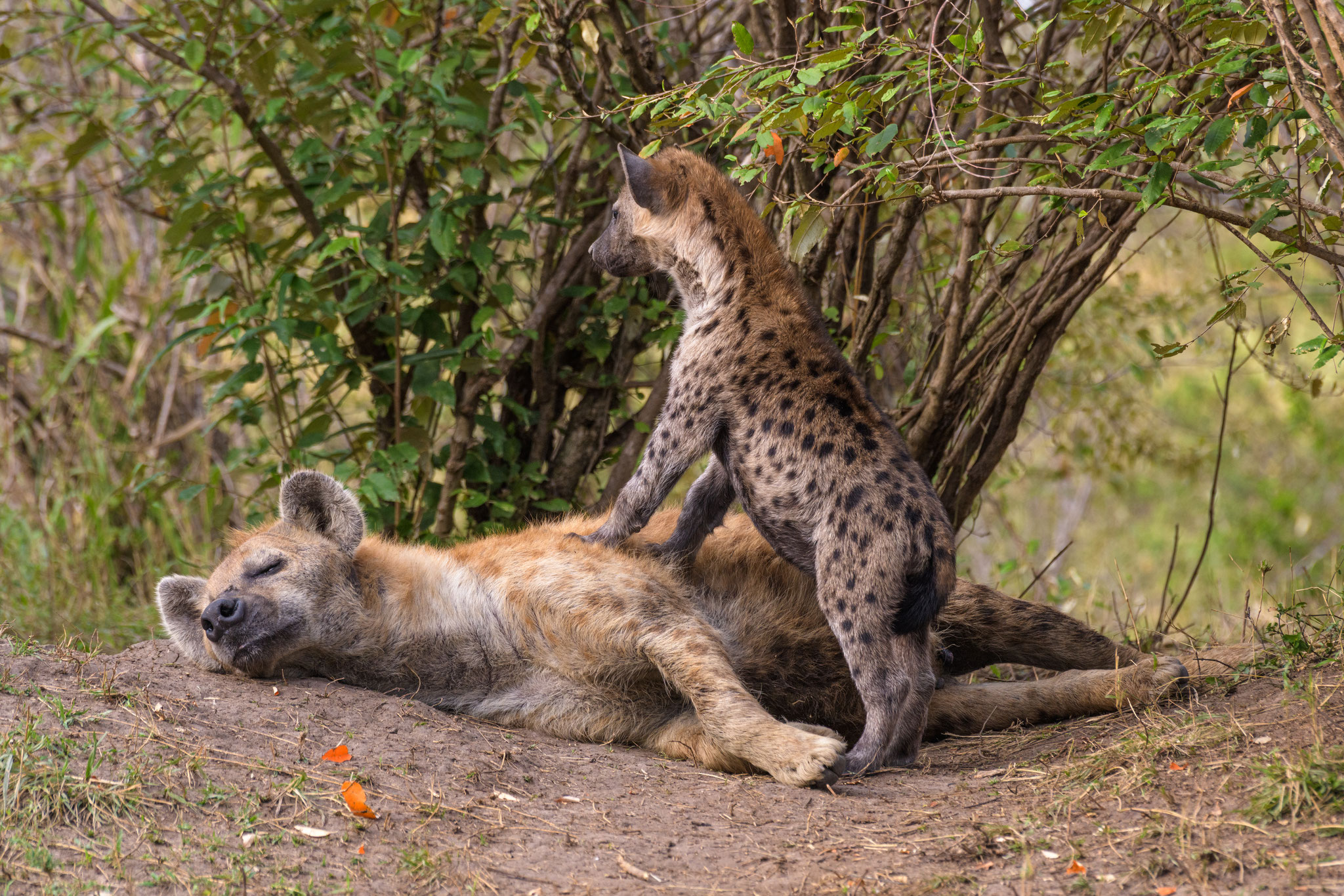 Little spotted hyena on the lookout [400 mm / f9 / ISO 1000 / 1/250 sec.]