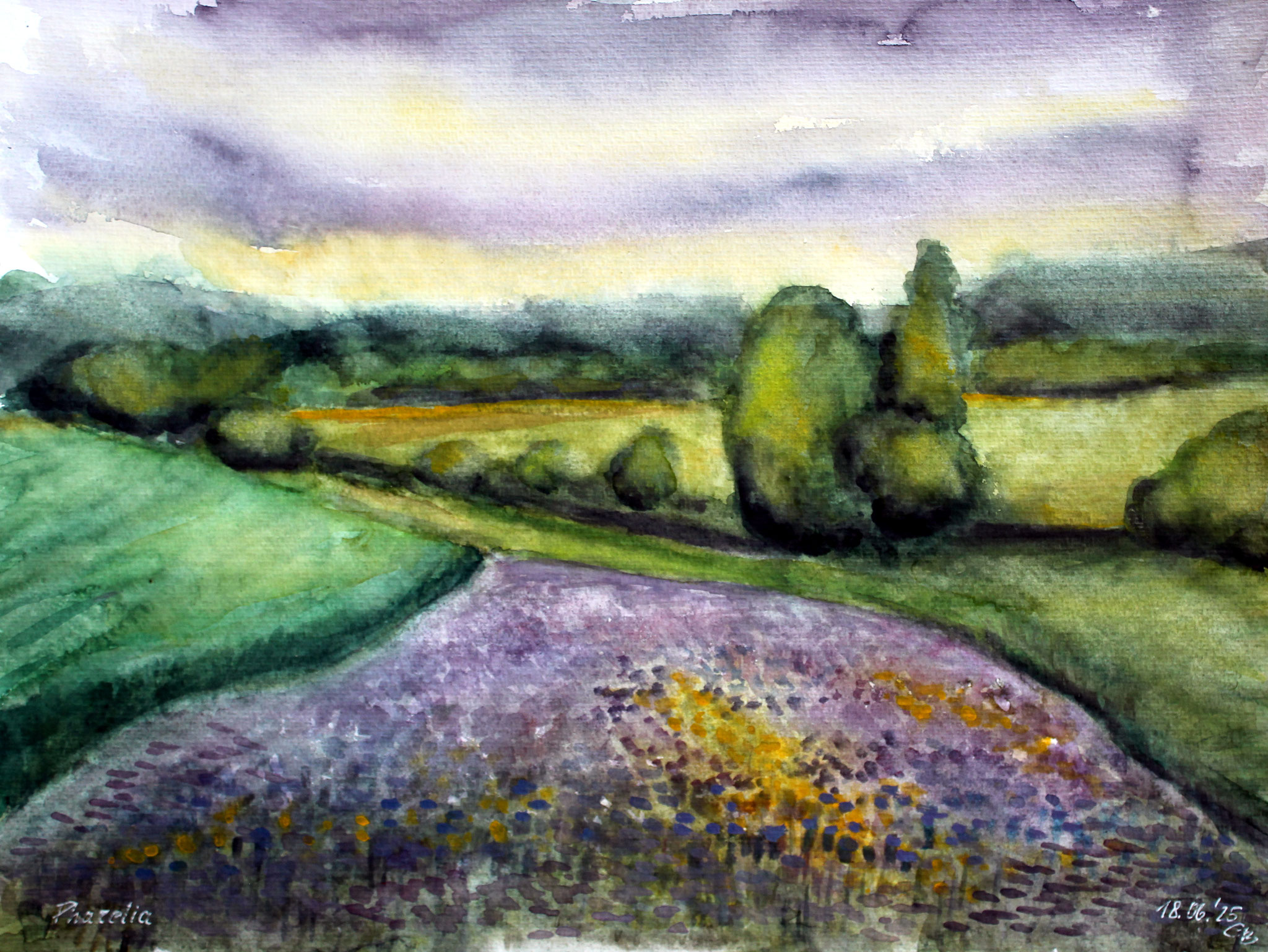 Phacelia, 2025, Aquarell, 33x45