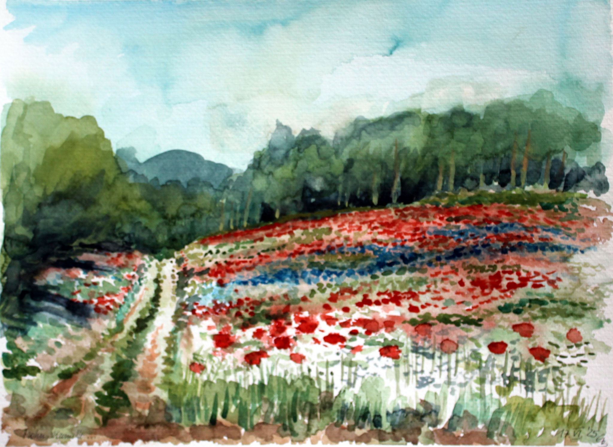 Klatschmohn und Kamille, 2025, Aquarell, 33x45