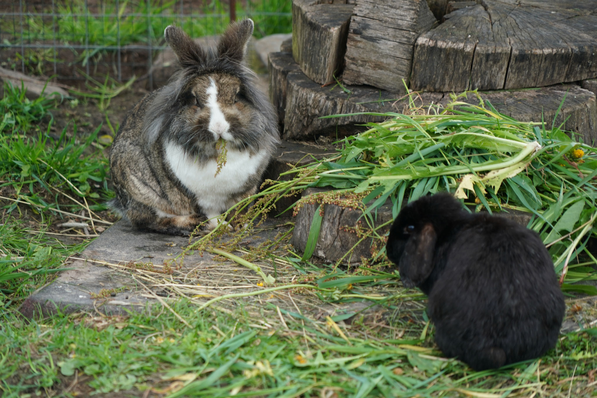 Norbert und Luna, die wir leider letztes Jahr verloren haben, Foto Jürgen Wolf