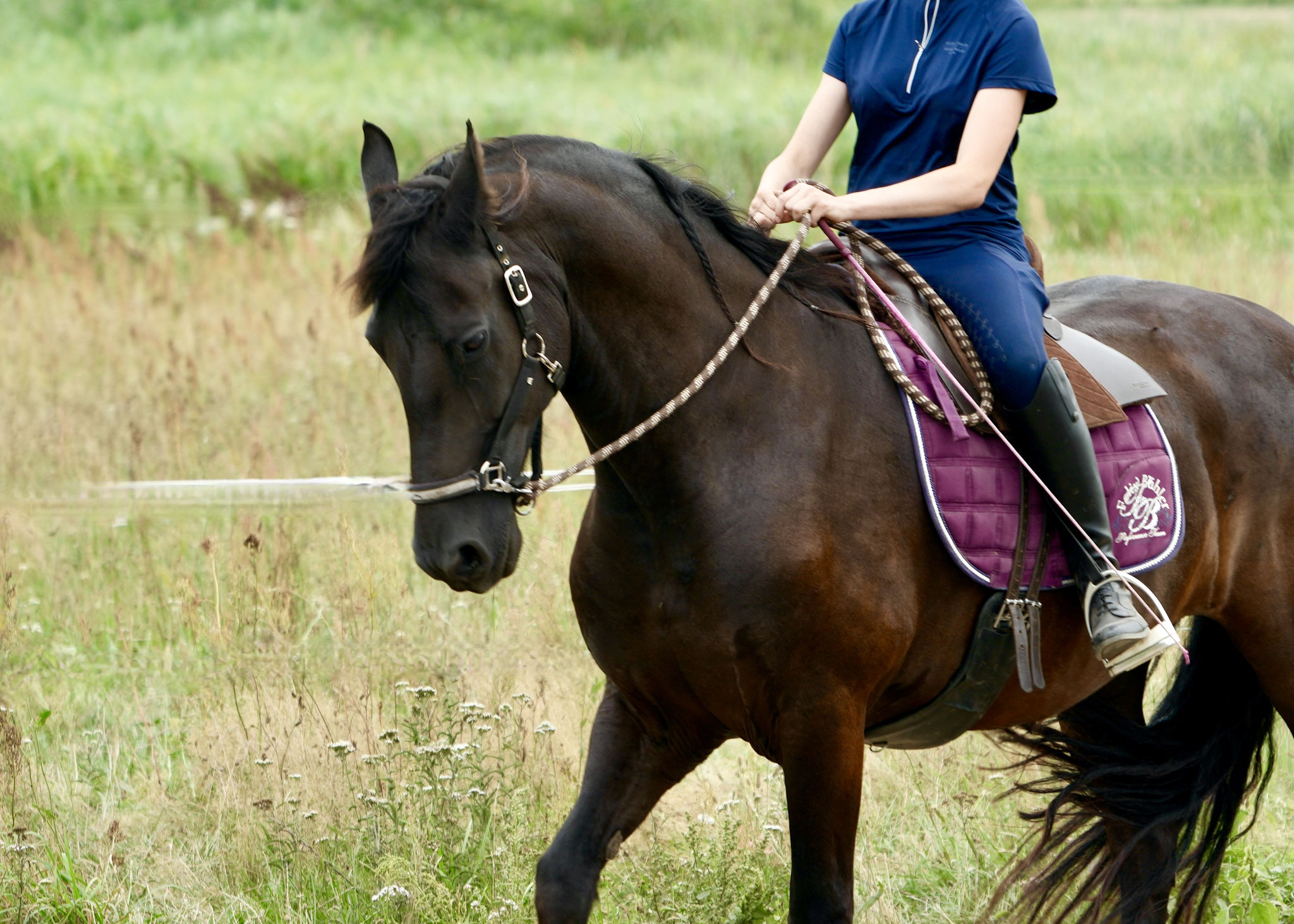 Mit feinen Hilfen reiten