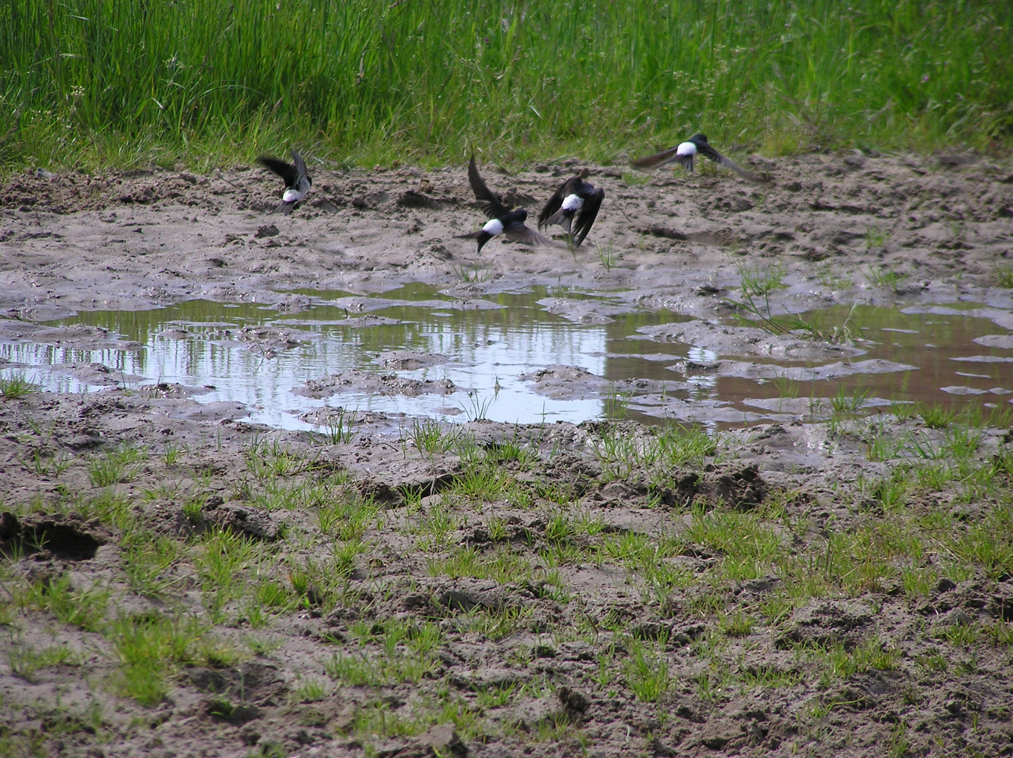 Mehlschwalben (Foto: NABU)