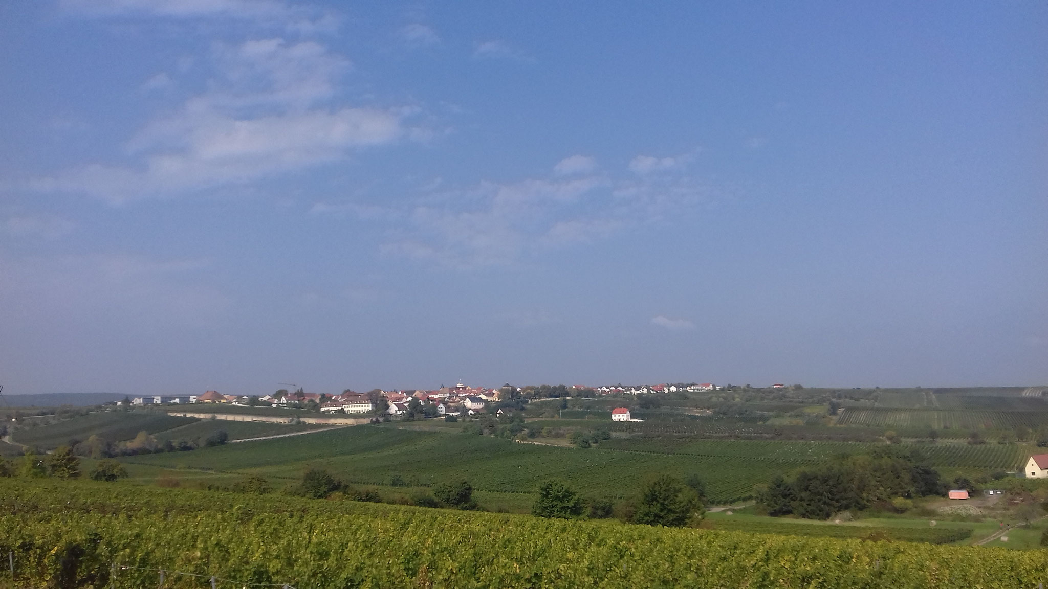 Weinberge bei Freinsheim